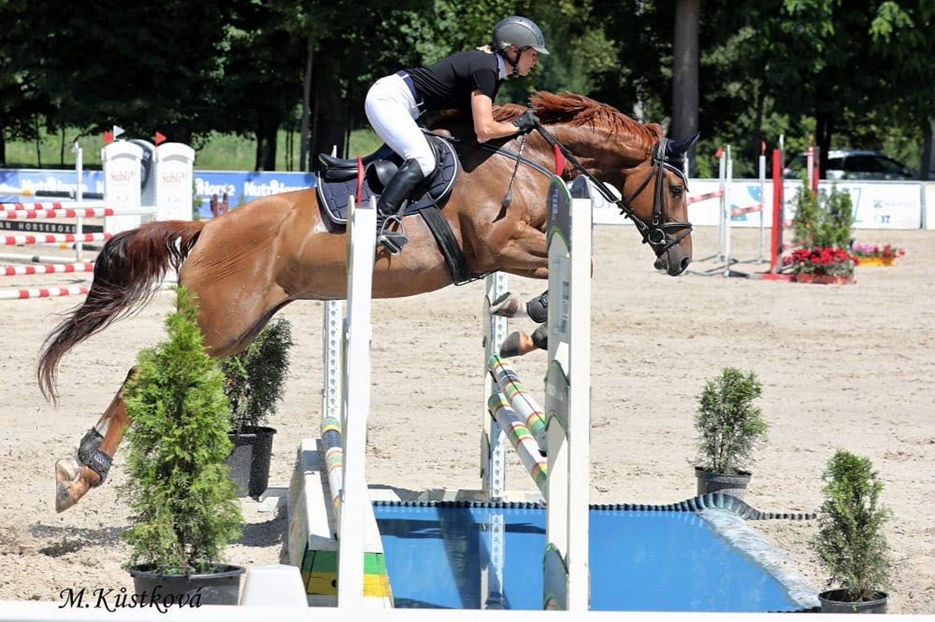 Czech Warmblood Mare 7 years 16,1 hh Chestnut-Red in Prag