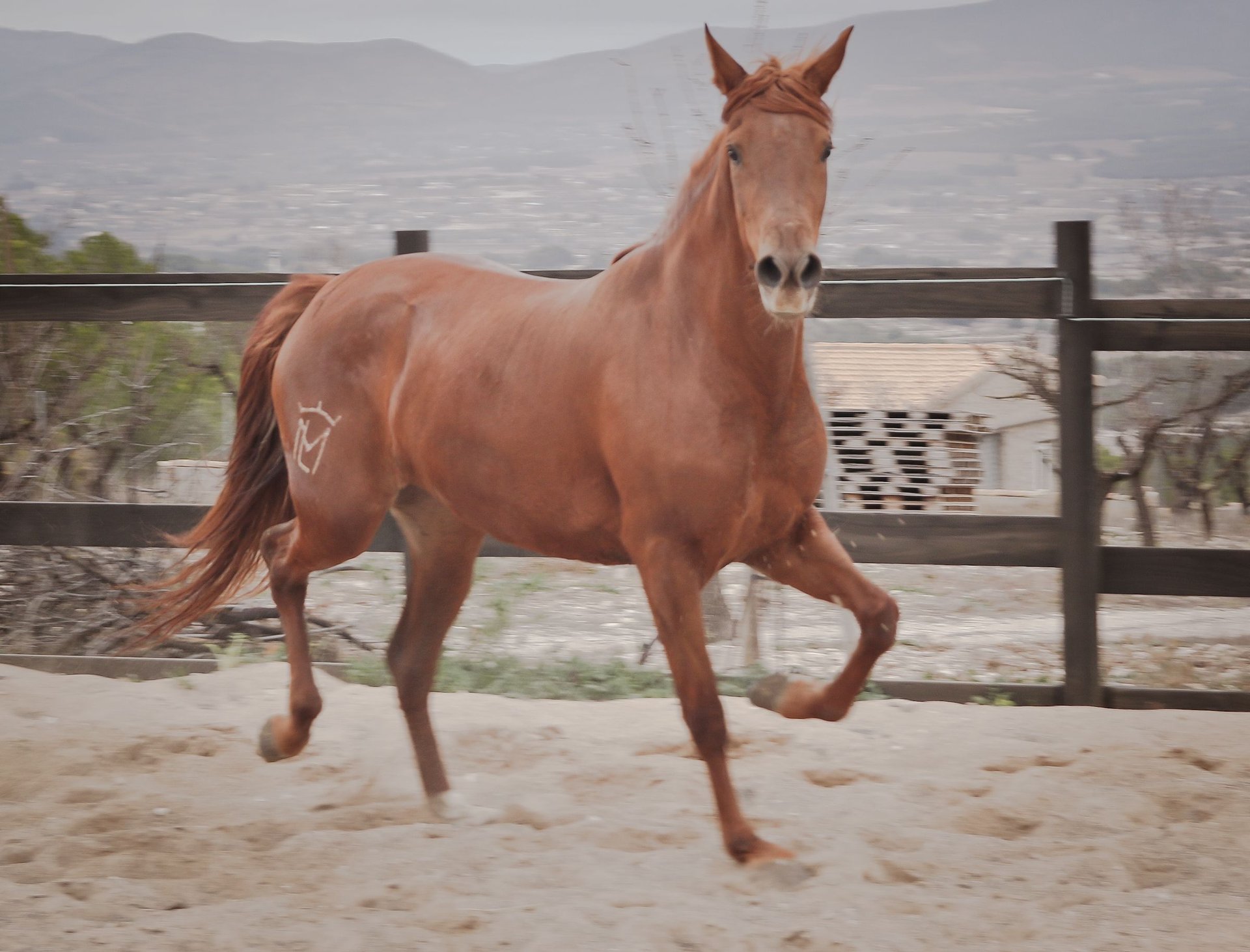 PRE Mix Mare 4 years 15,2 hh Chestnut-Red in Alcoi/Alcoy