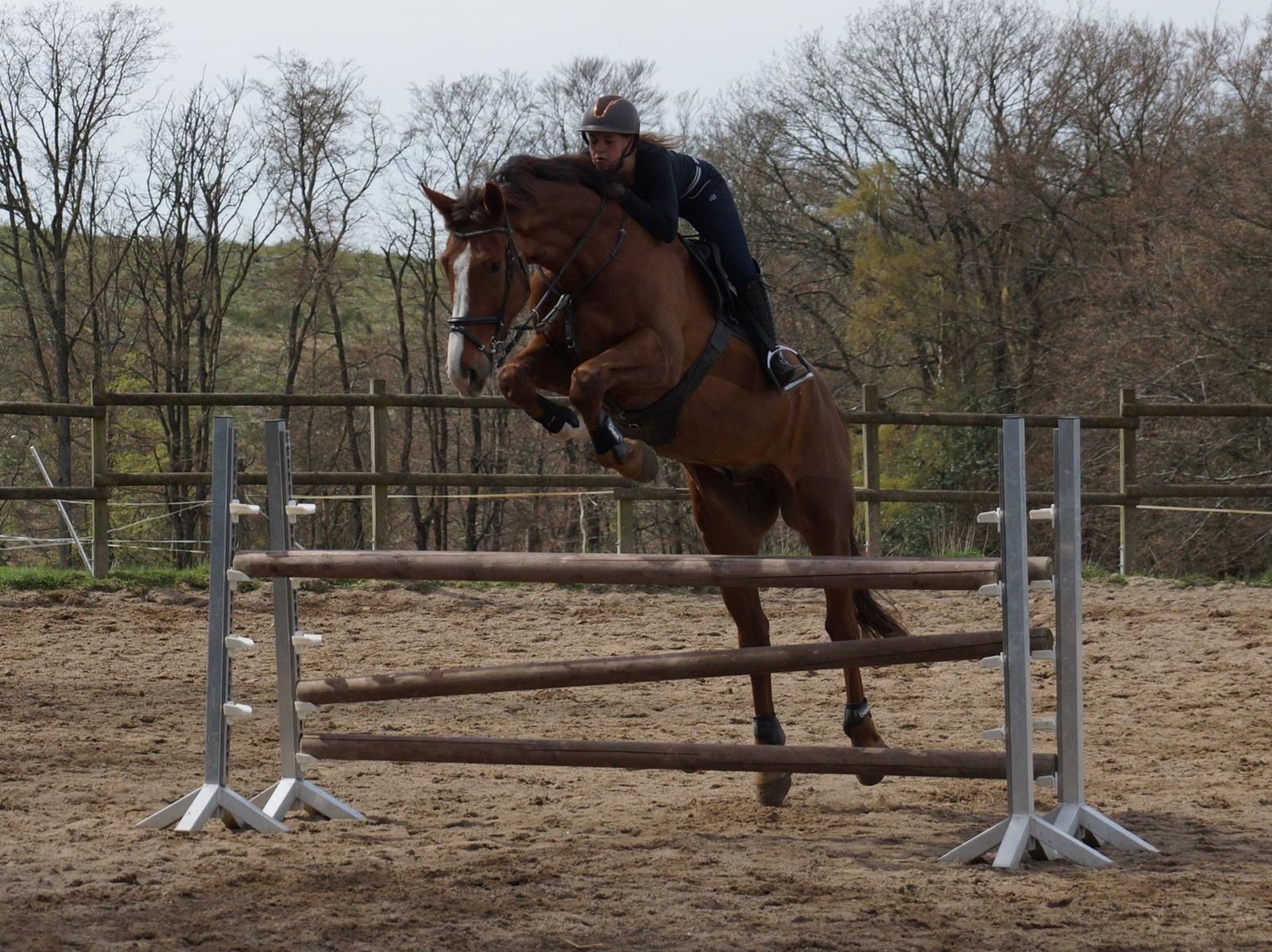 Oldenburg Castrone 8 Anni 178 cm Sauro in Marienheide