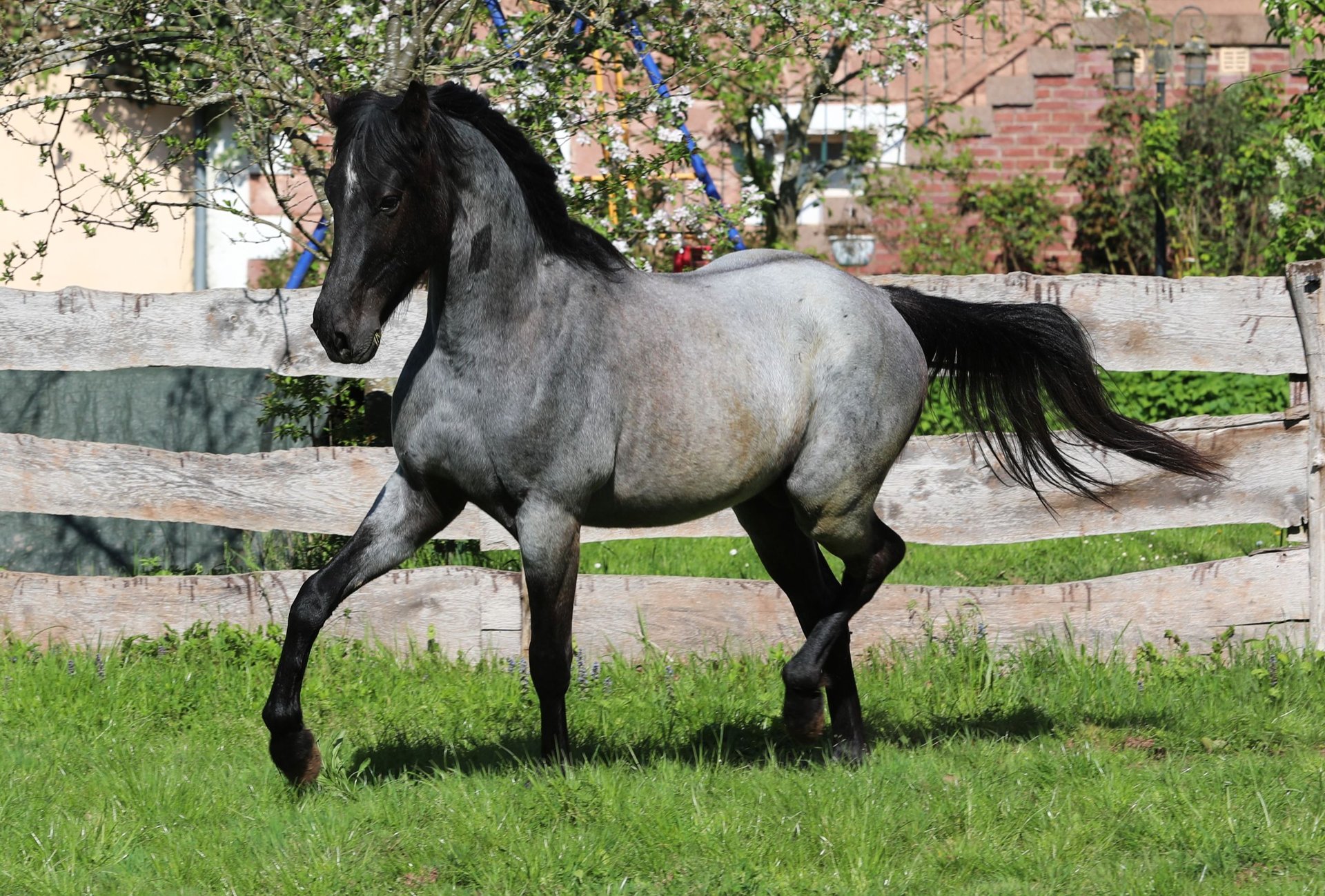 Small Racking Horses Speed Racking Horse Wallach 3 Jahre 155 cm Roan-Blue in Waldhambach