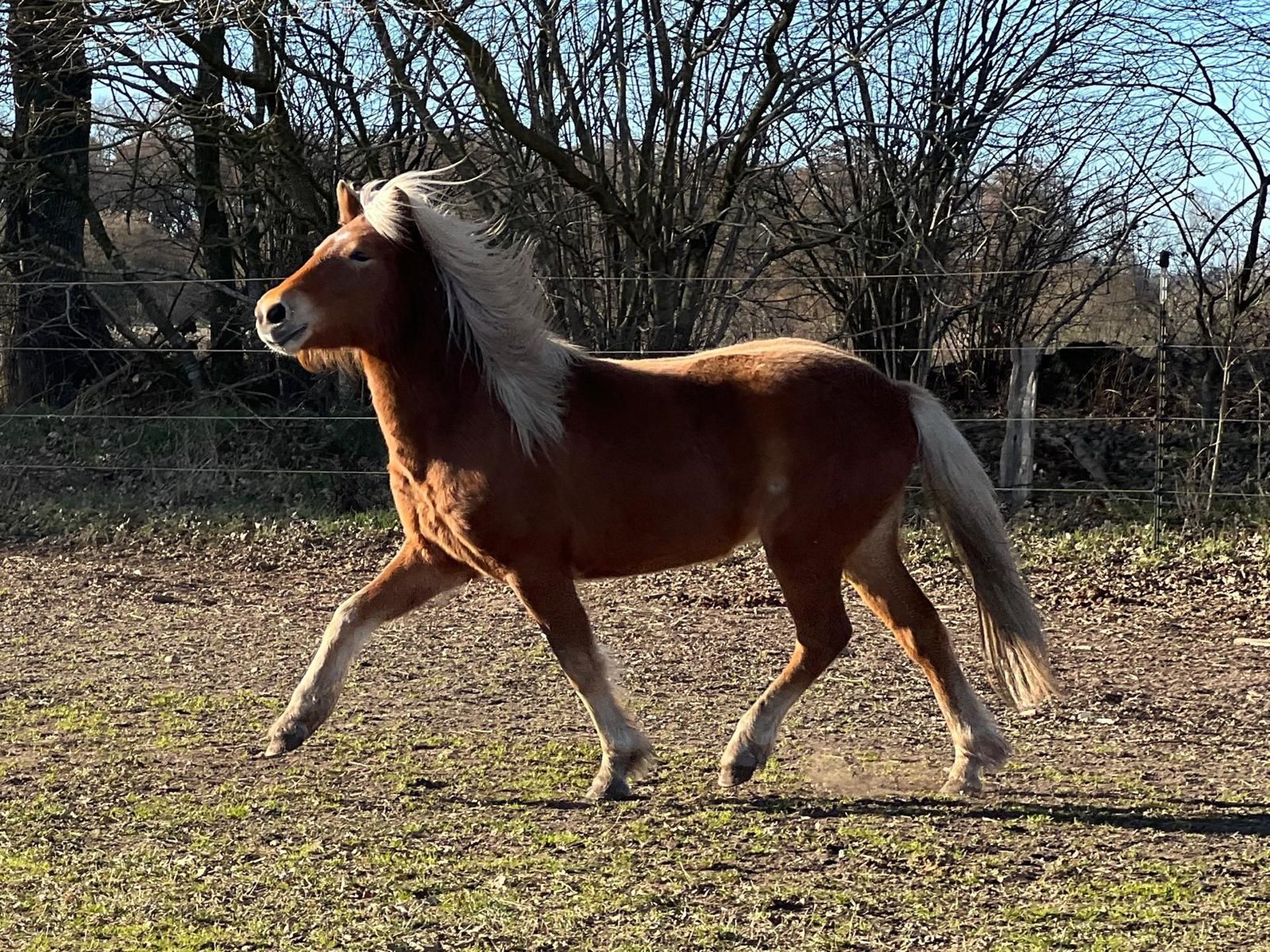 Icelandic Horse Mare 4 years 13,2 hh Chestnut-Red in Blunk