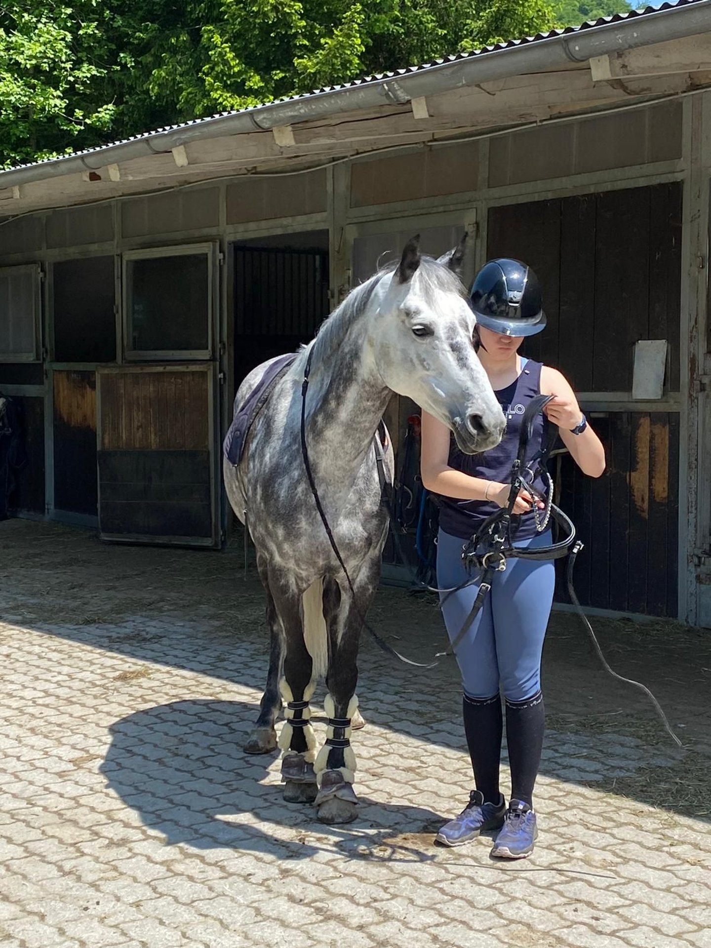 NRPS Mare 11 years 14,1 hh Grey-Dapple in Elsbethen