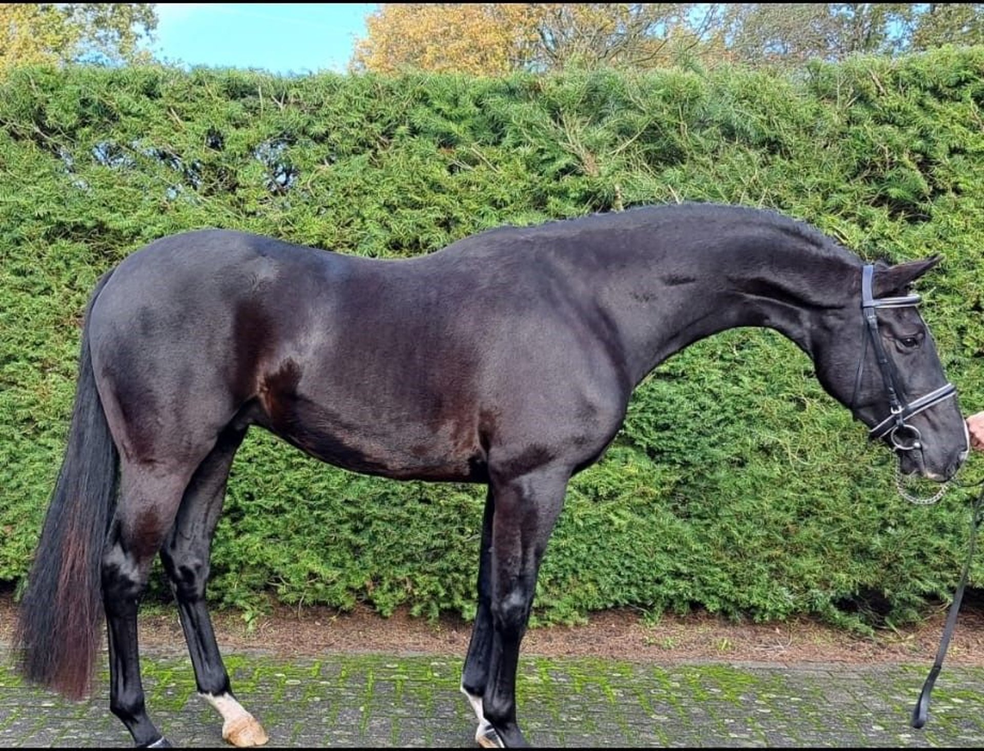 Belgisches Warmblut Wallach 4 Jahre Rappe in GROTE BROGEL