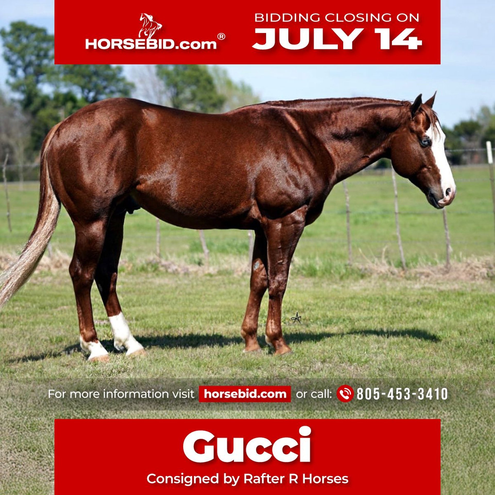SUSSEX CAPRAS TRAIL サセックス 6’10” #4-5 American Quarter Horse Gelding 7 years 14,3 hh Sorrel in