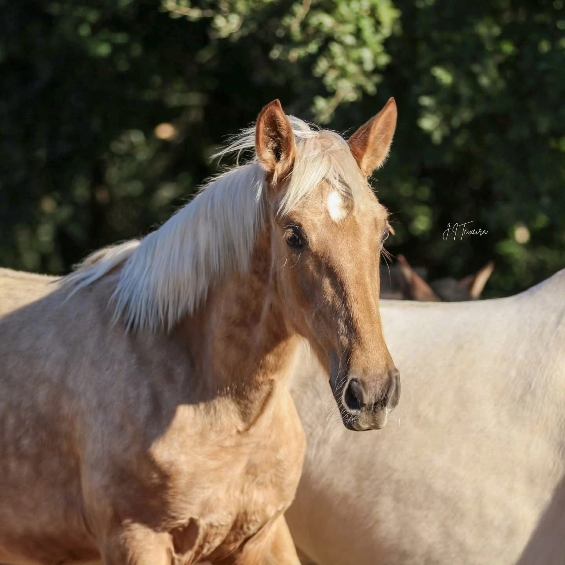 Palomino Robe Cheval Alezan Shampoing Gallop Carr And Day And