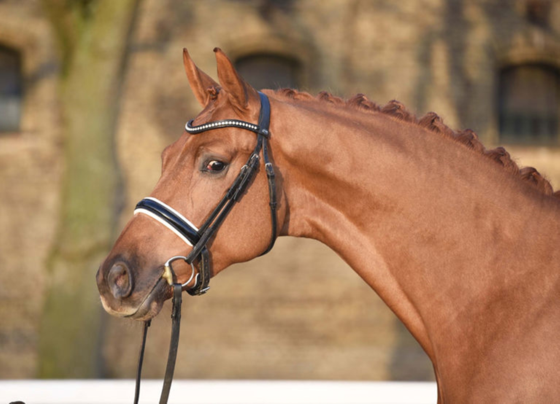 VIVA DANCE Oldenburg Stallion Chestnut-Red in Warendorf