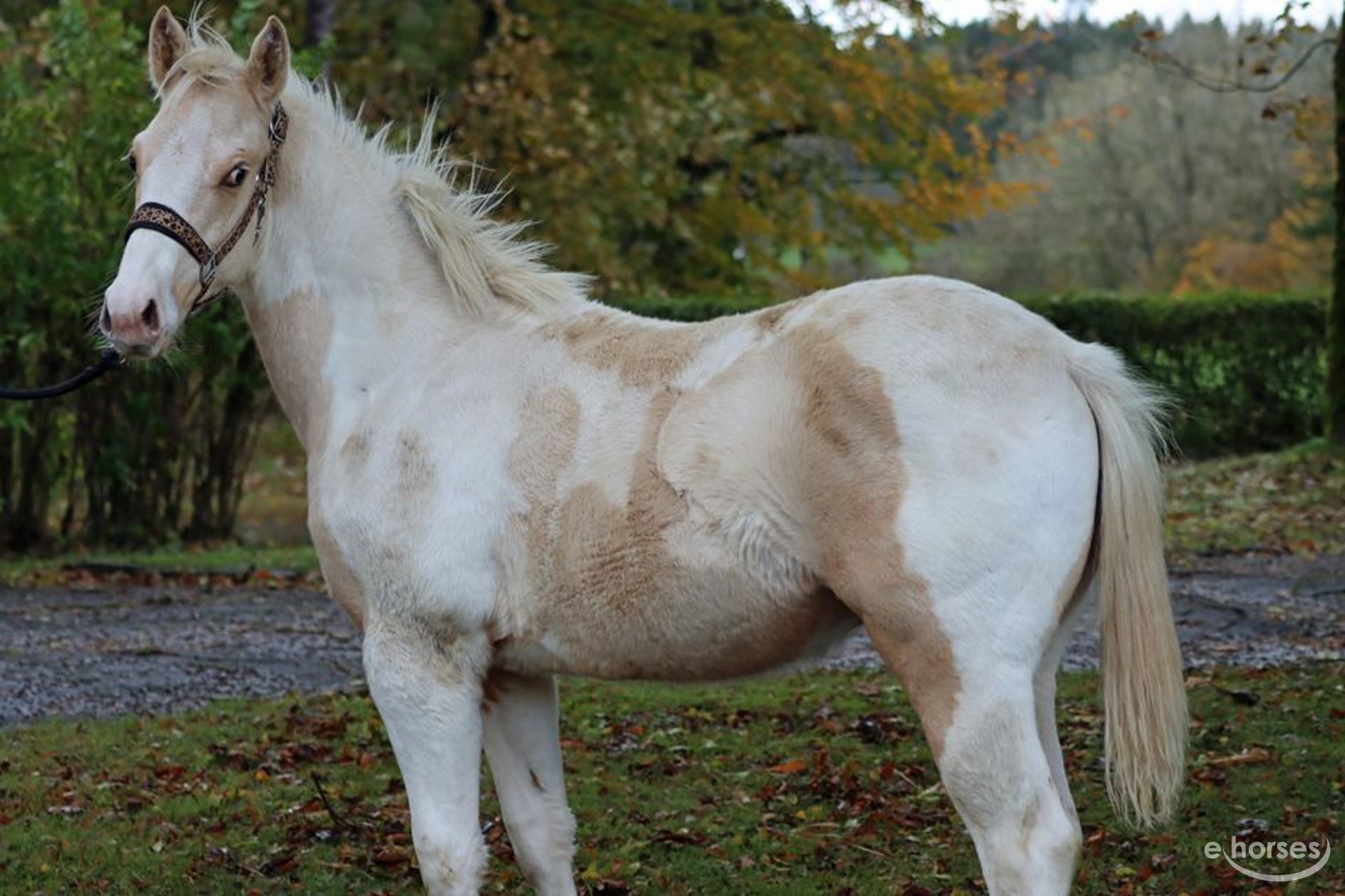 Paint Horse Stallone 1 Anno 150 cm Tobiano-tutti i colori in Hellenthal