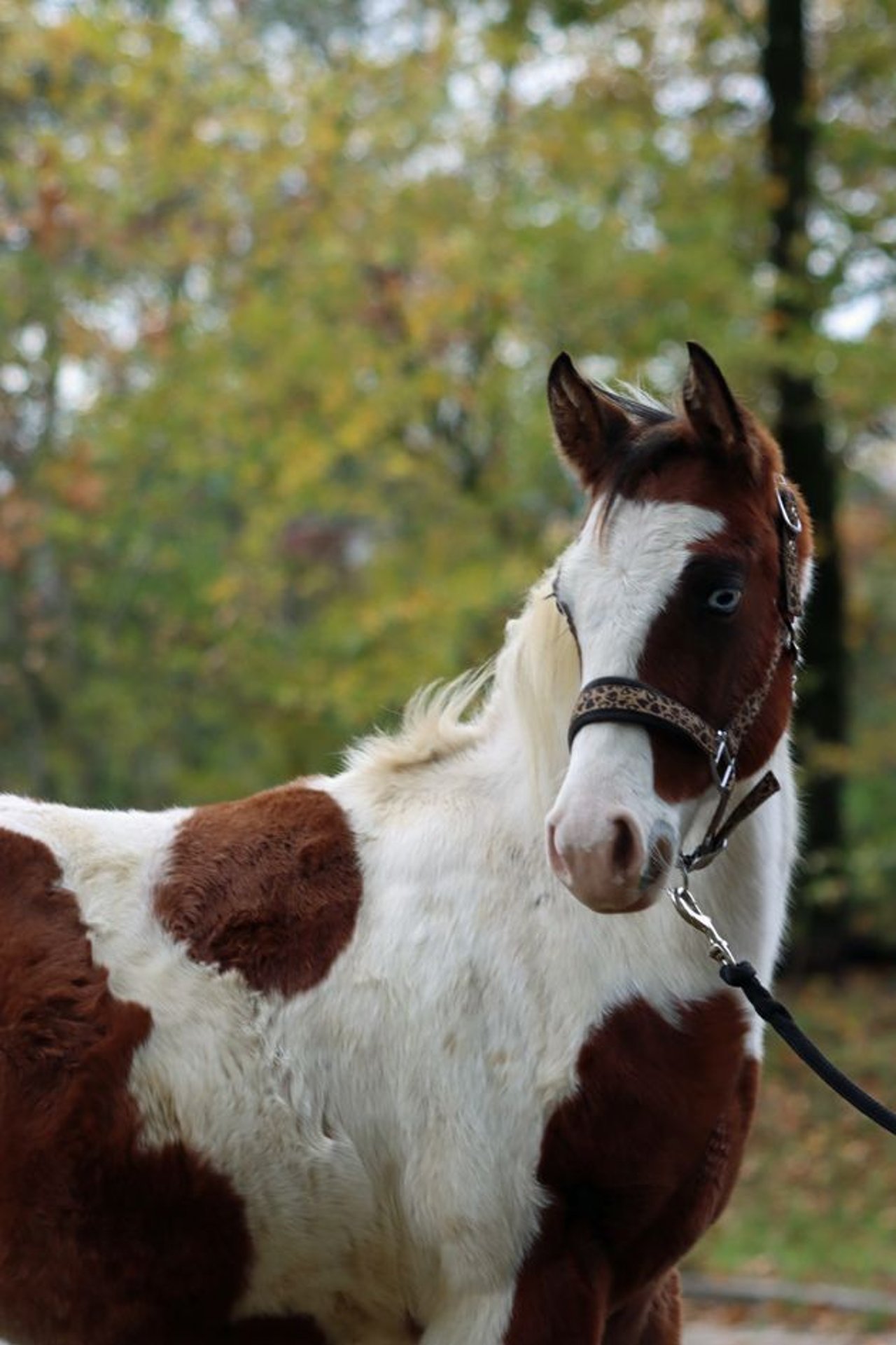 Paint Horse Mix Stallone 1 Anno 152 cm Overo-tutti i colori in Hellenthal