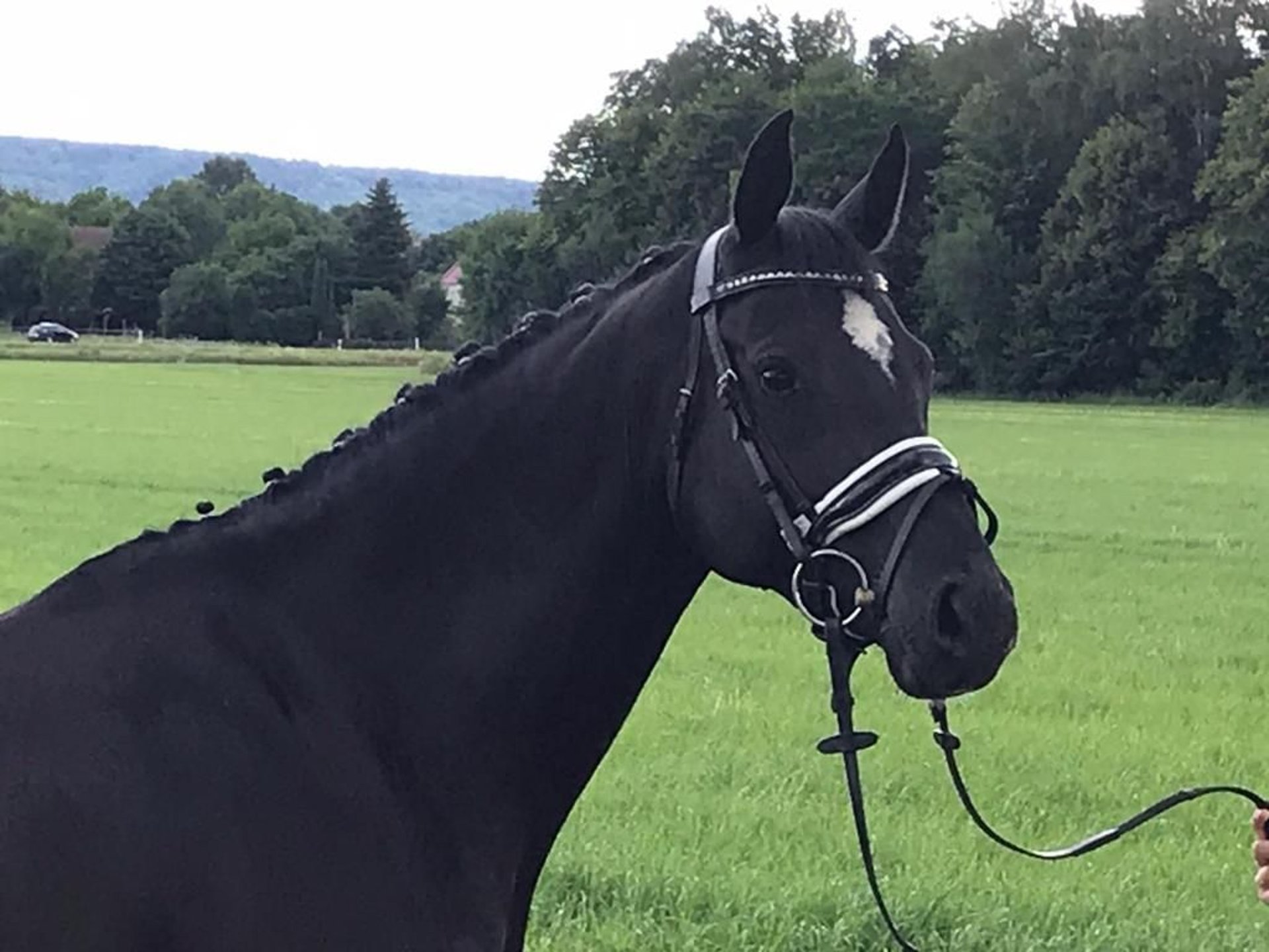 Westfale Stute 10 Jahre 163 cm Rappe in Marbach am Neckar