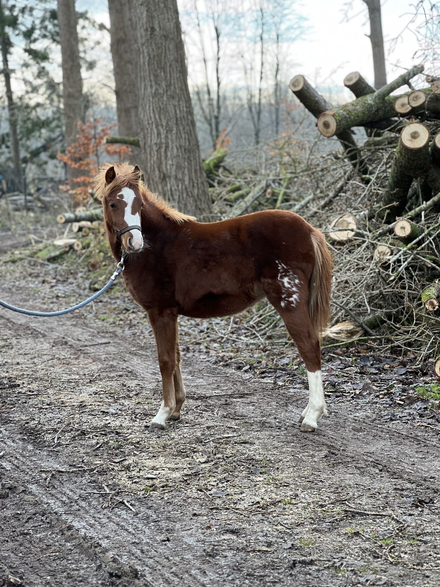 Welsh-B Stute 1 Jahr 130 Cm In Lelystad