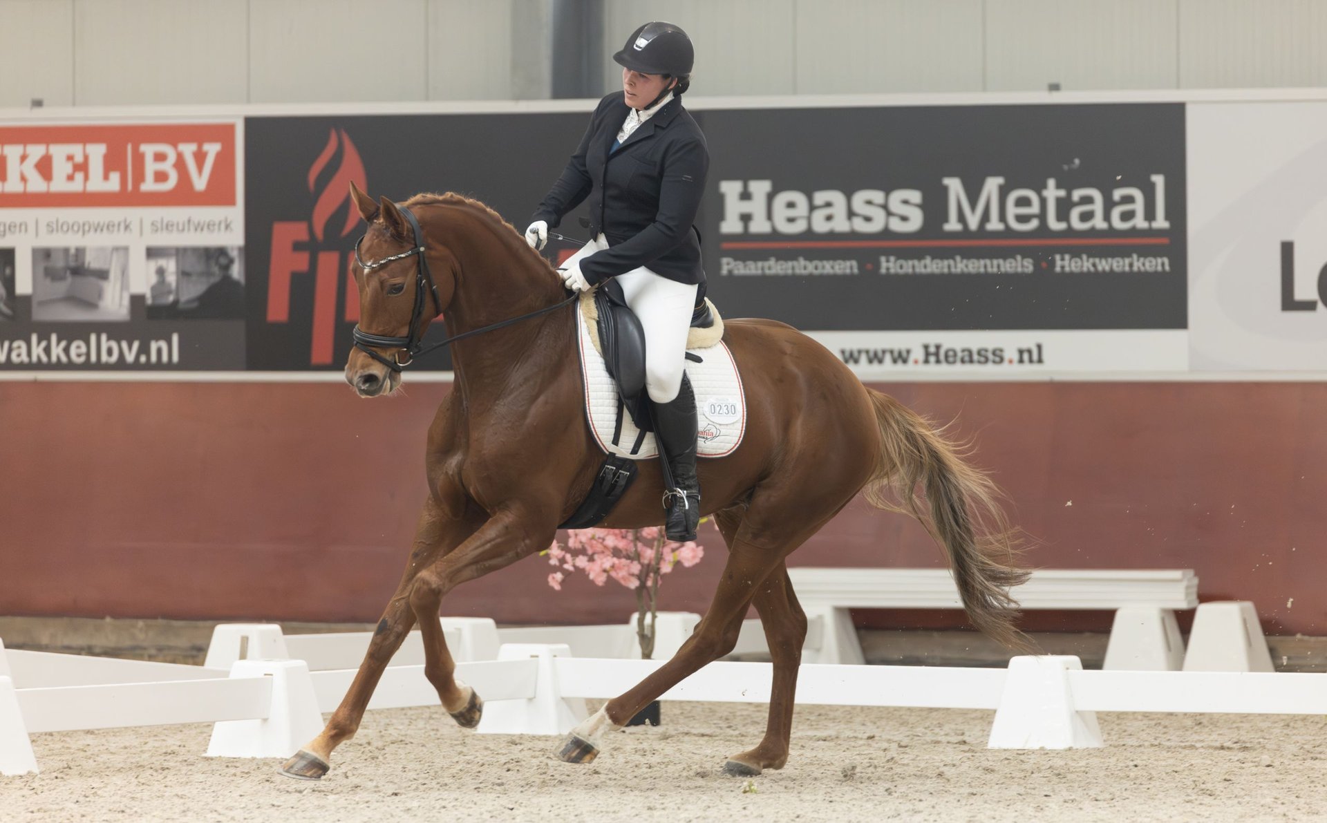 KWPN Mare years 16,2 hh Chestnut-Red in Swifterbant