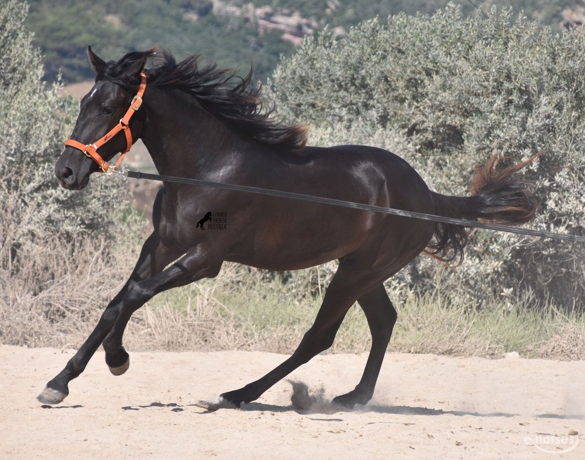Le “Black horse” entre dans la course