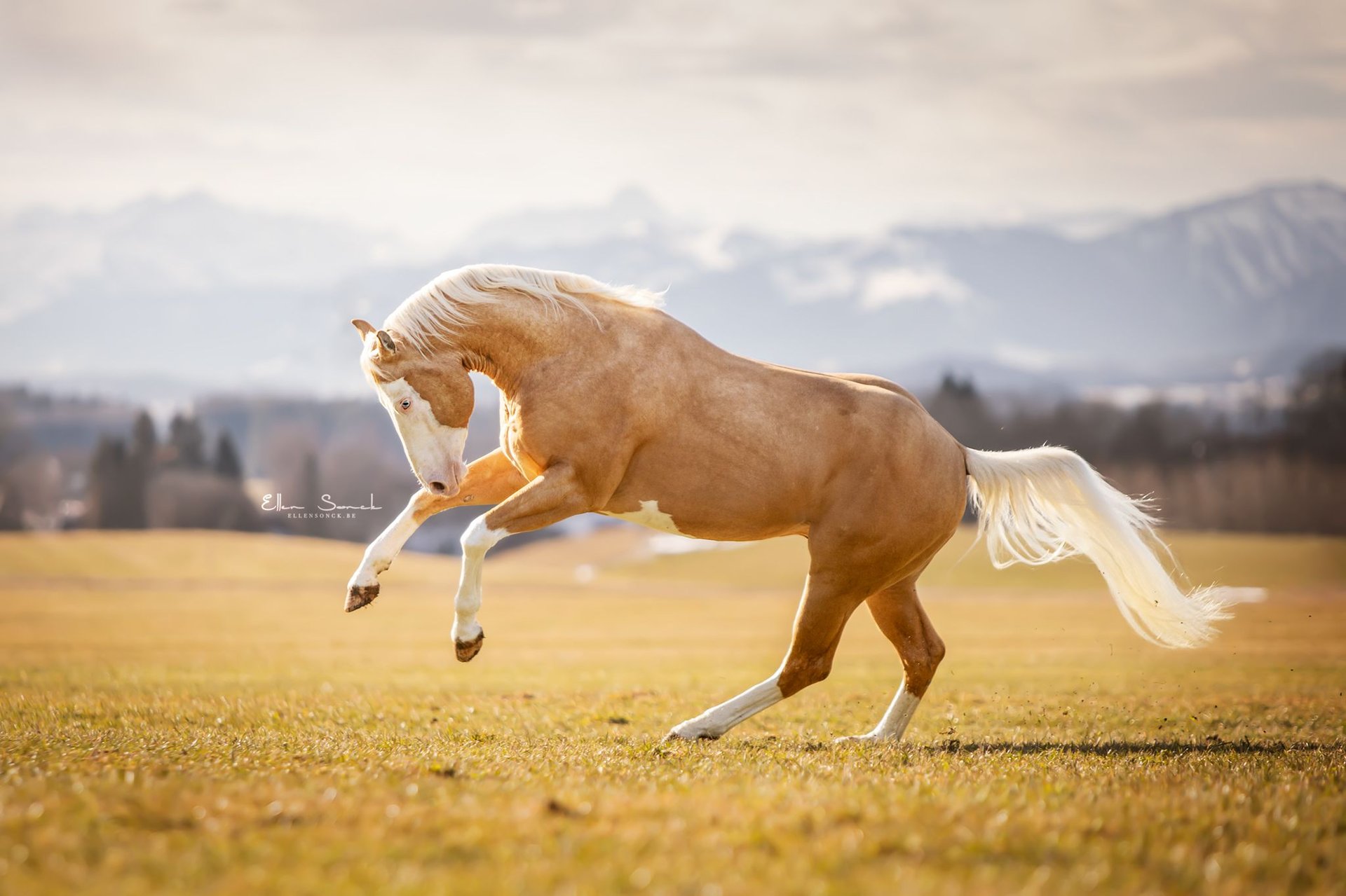 Mister, Palomino Quarter-Horse-Hengst, Impression 3