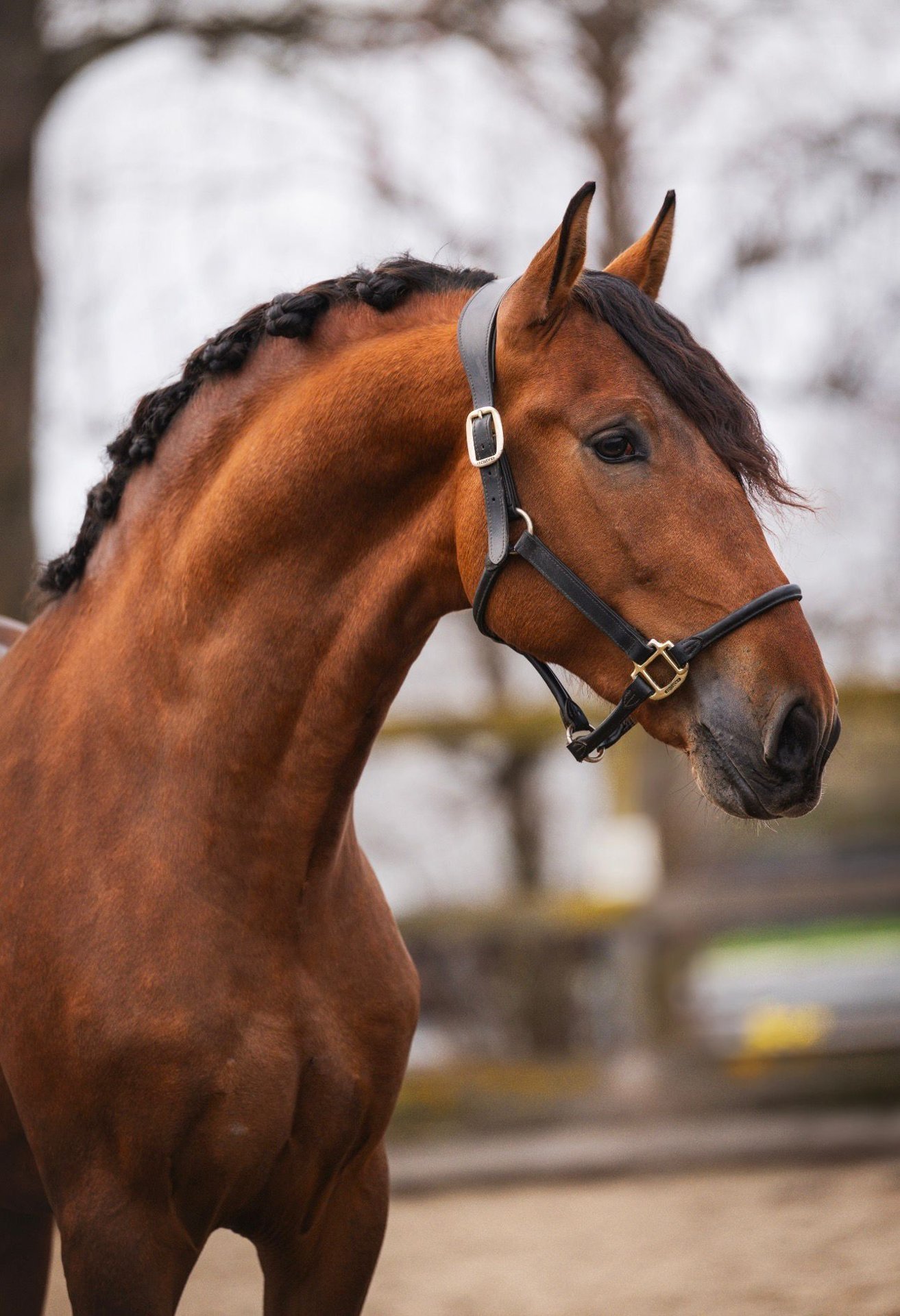 Portret Van Twee Mooie Het Fokken Bruine Paarden Die Hooi In Paddock Eten Het Voeden Van Het Fokken Bruine Paarden Die Hooi Paddock Eten Voeden Berijden Een Mooi Fokkenpaard Image147927784