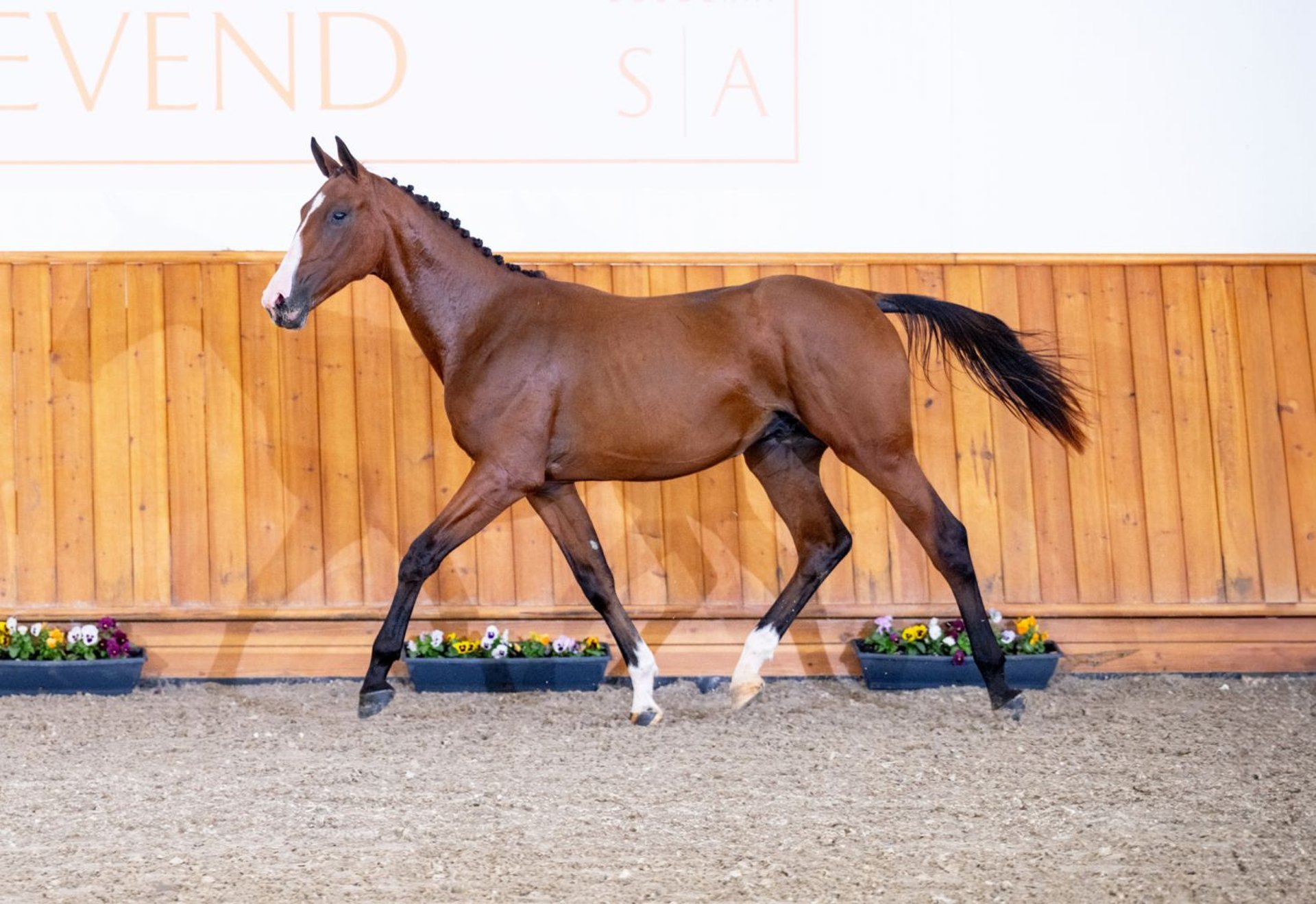 Zangersheider Stallion 2 years Bay in Tök