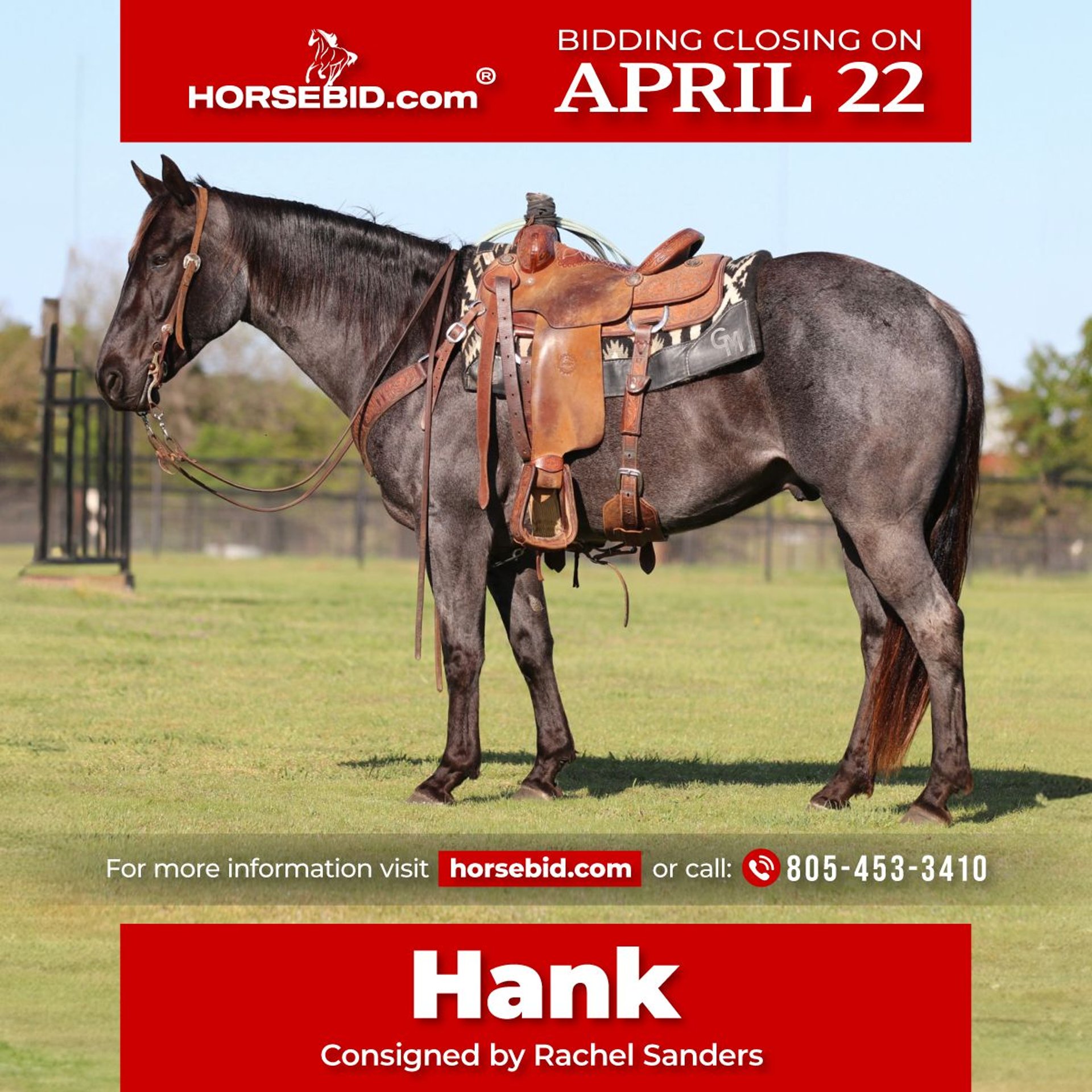 American Quarter Horse Wallach 7 Jahre 152 cm RoanBlue in Pilot Point, TX