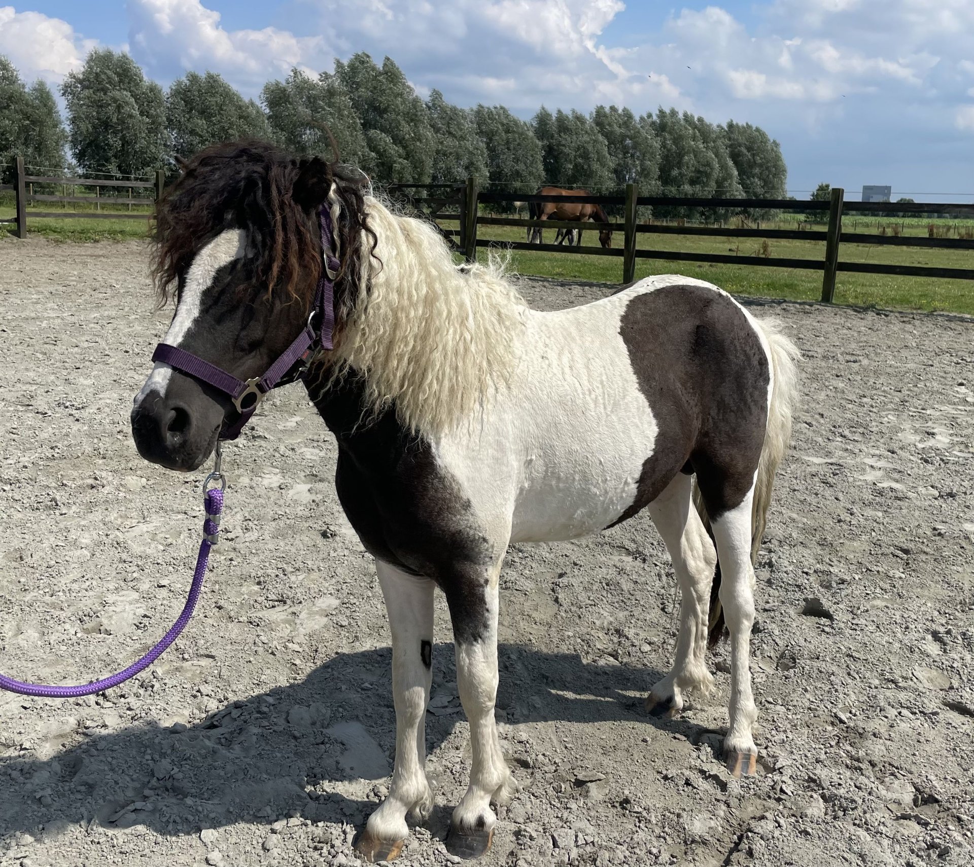 Curly horse Stallion 2 years 10,2 hh Tobiano-all-colors in Deinze