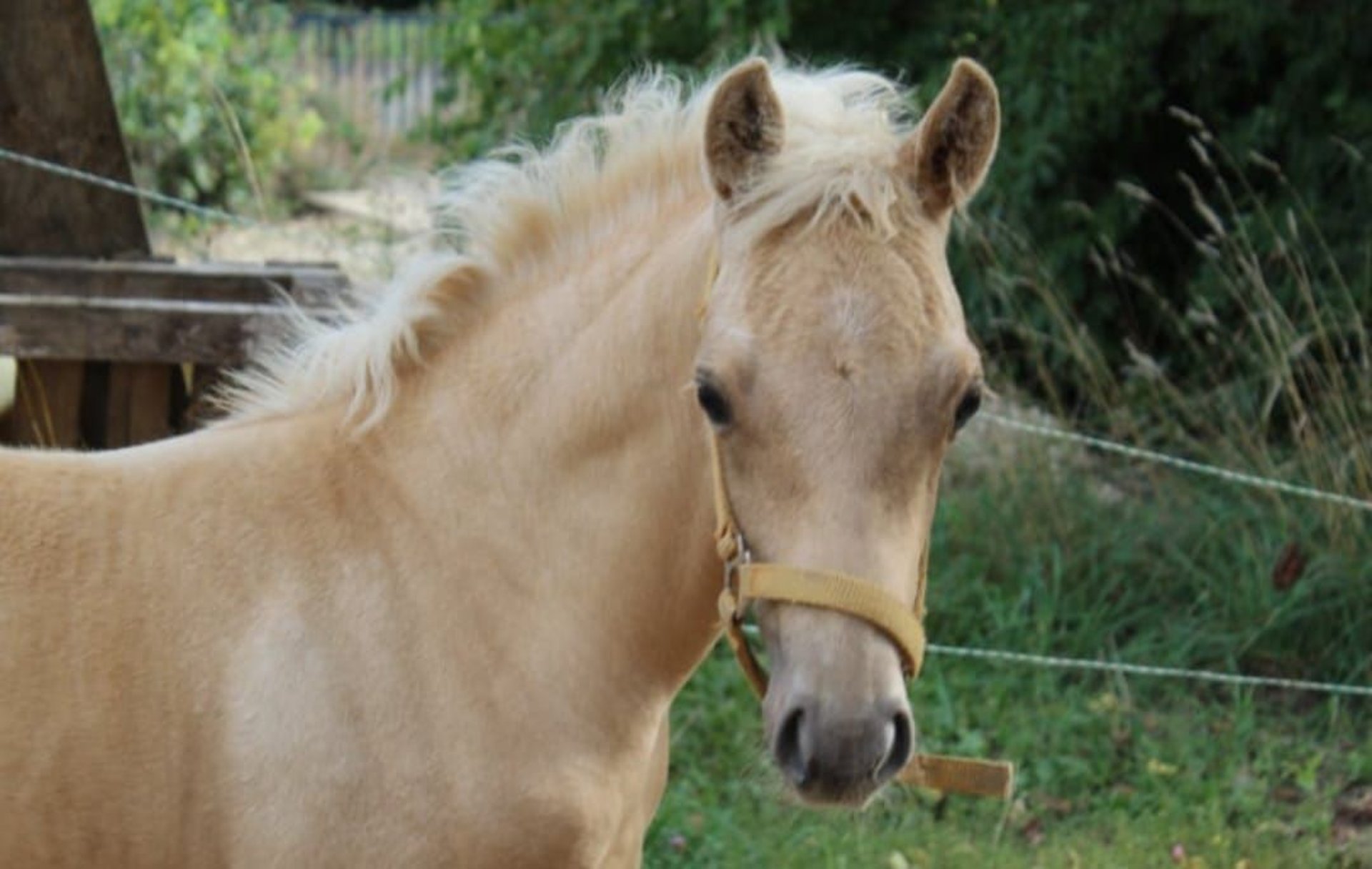 Deutsches Reitpony Mix Hengst Fohlen (07/2023) 143 Cm Dunalino In Chaumont