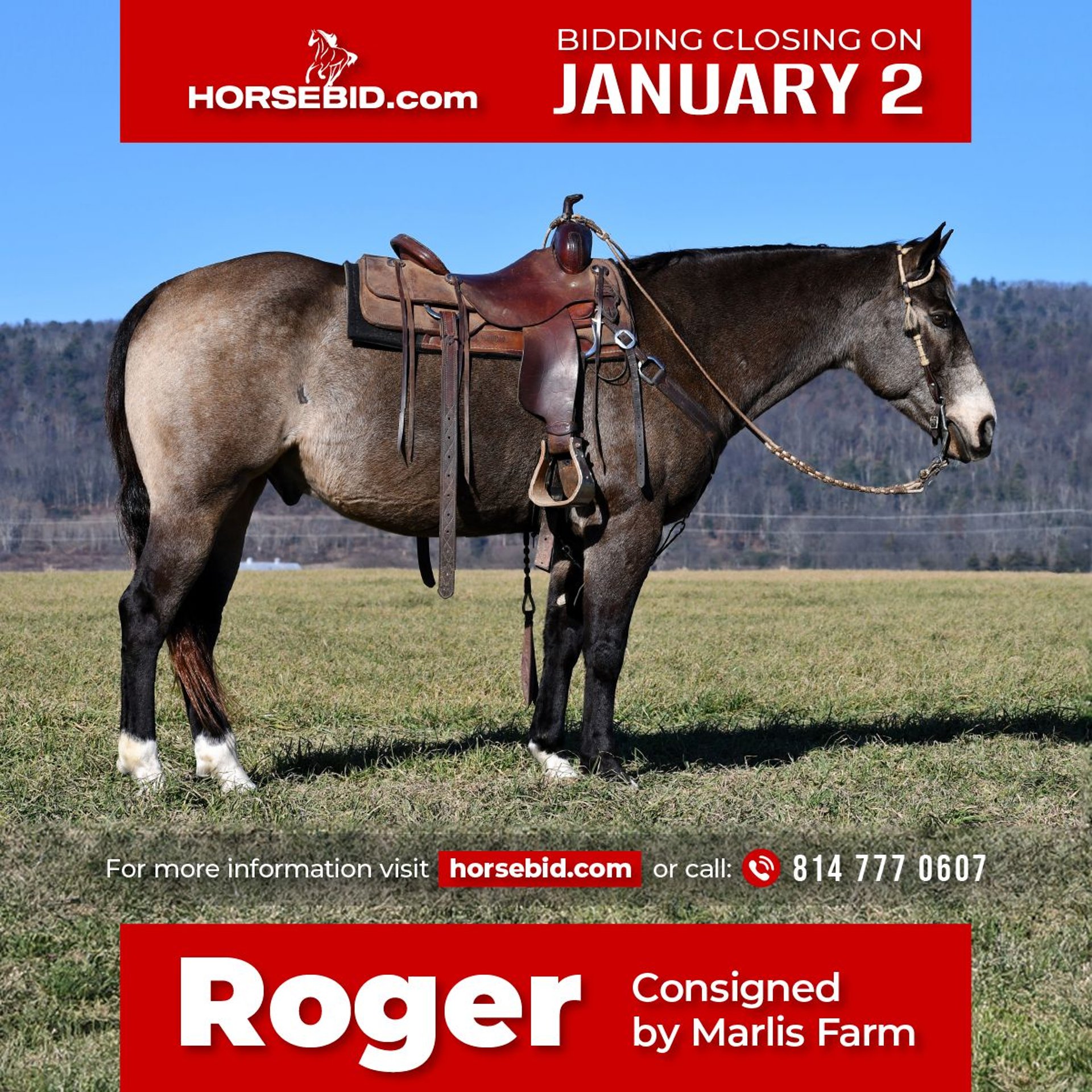 Caballo cuarto de milla Caballo castrado 12 años 155 cm Buckskin/Bayo