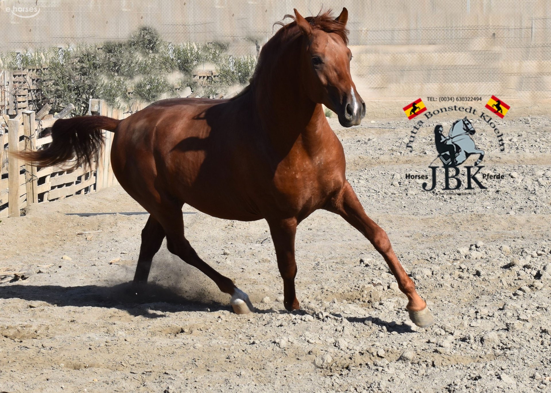 Hispano-arabier Hengst 4 Jaar 158 cm Vos in Tabernas Almeria