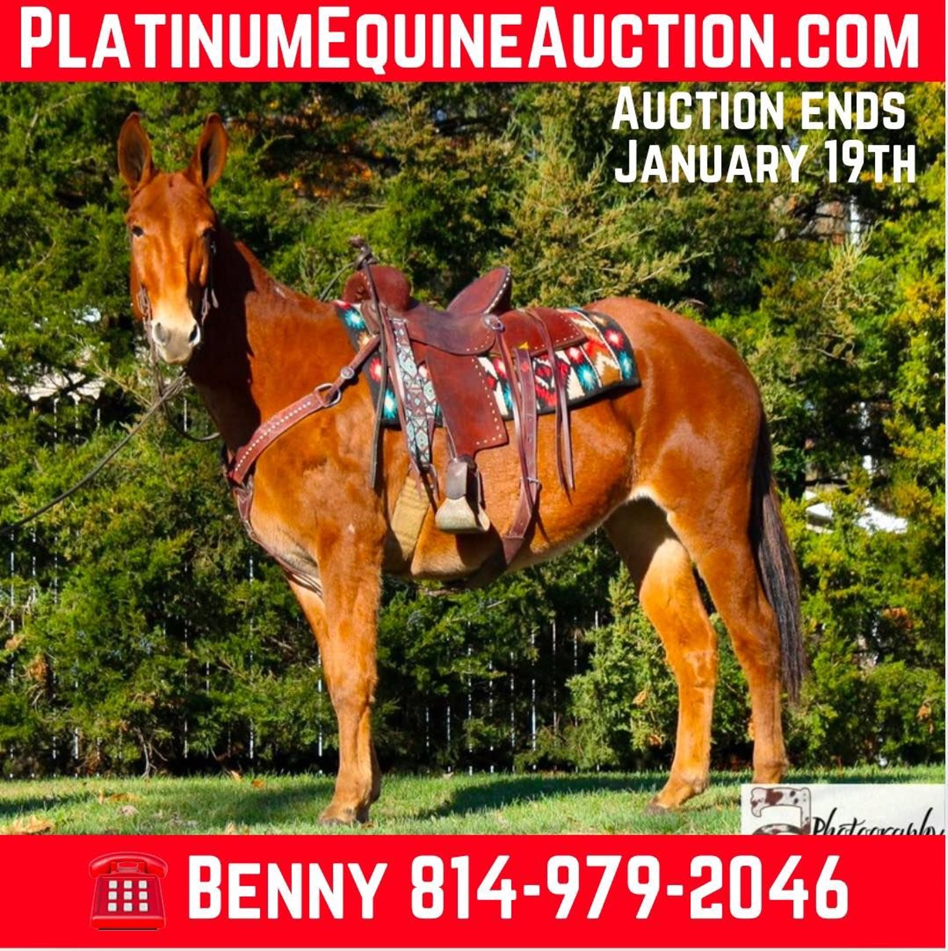 Mule Mare 10 years 15 hh Chestnut in Everett PA