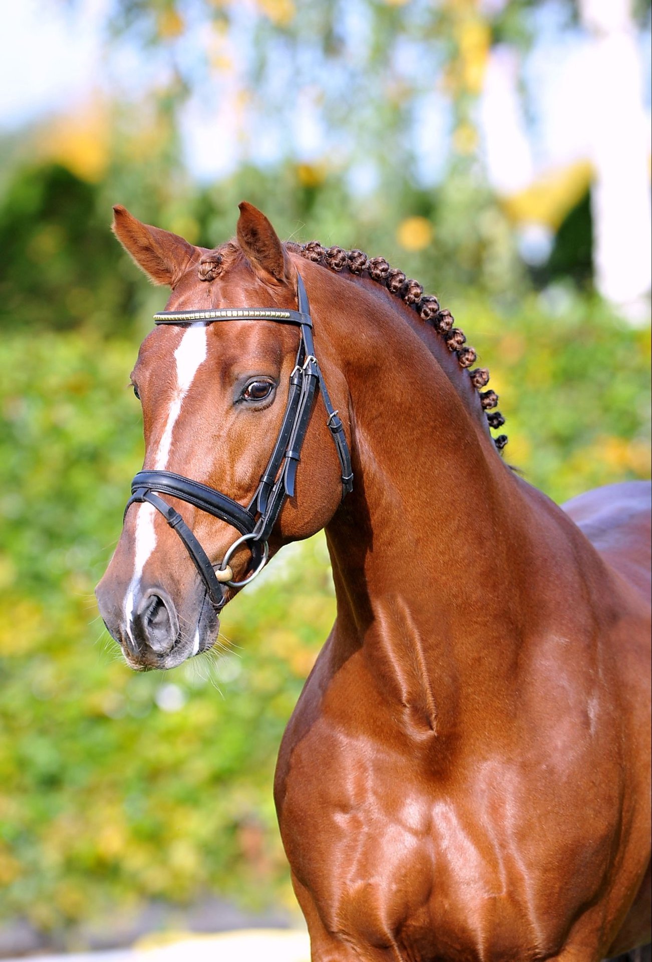 消費税無し KWPN Stallion Chestnut-Red in Hörstel ブロメリア・エアープランツ