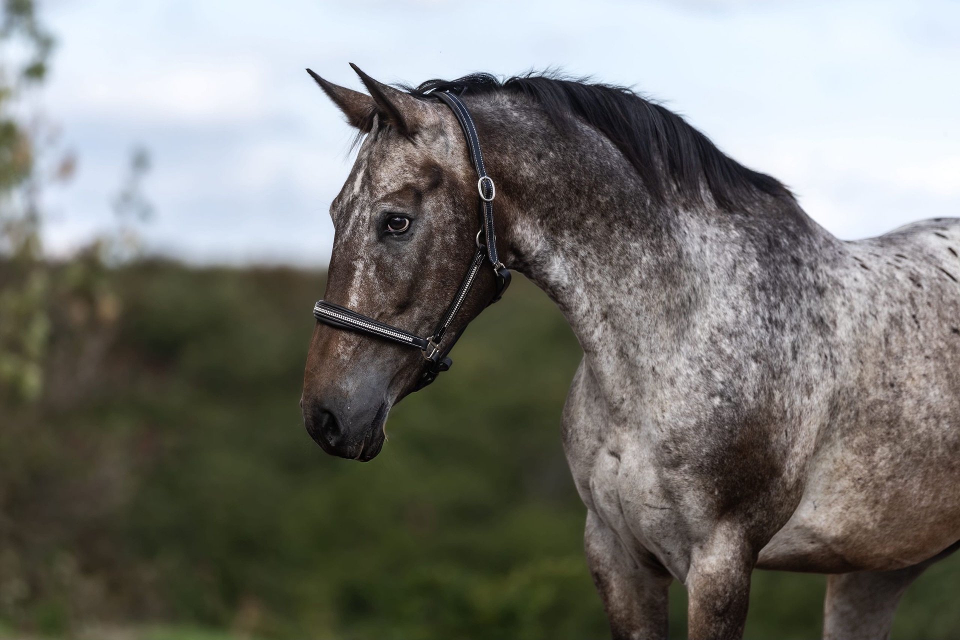 Appaloosa-Mix Wallach im Braunfalbschimmel, Impression 1