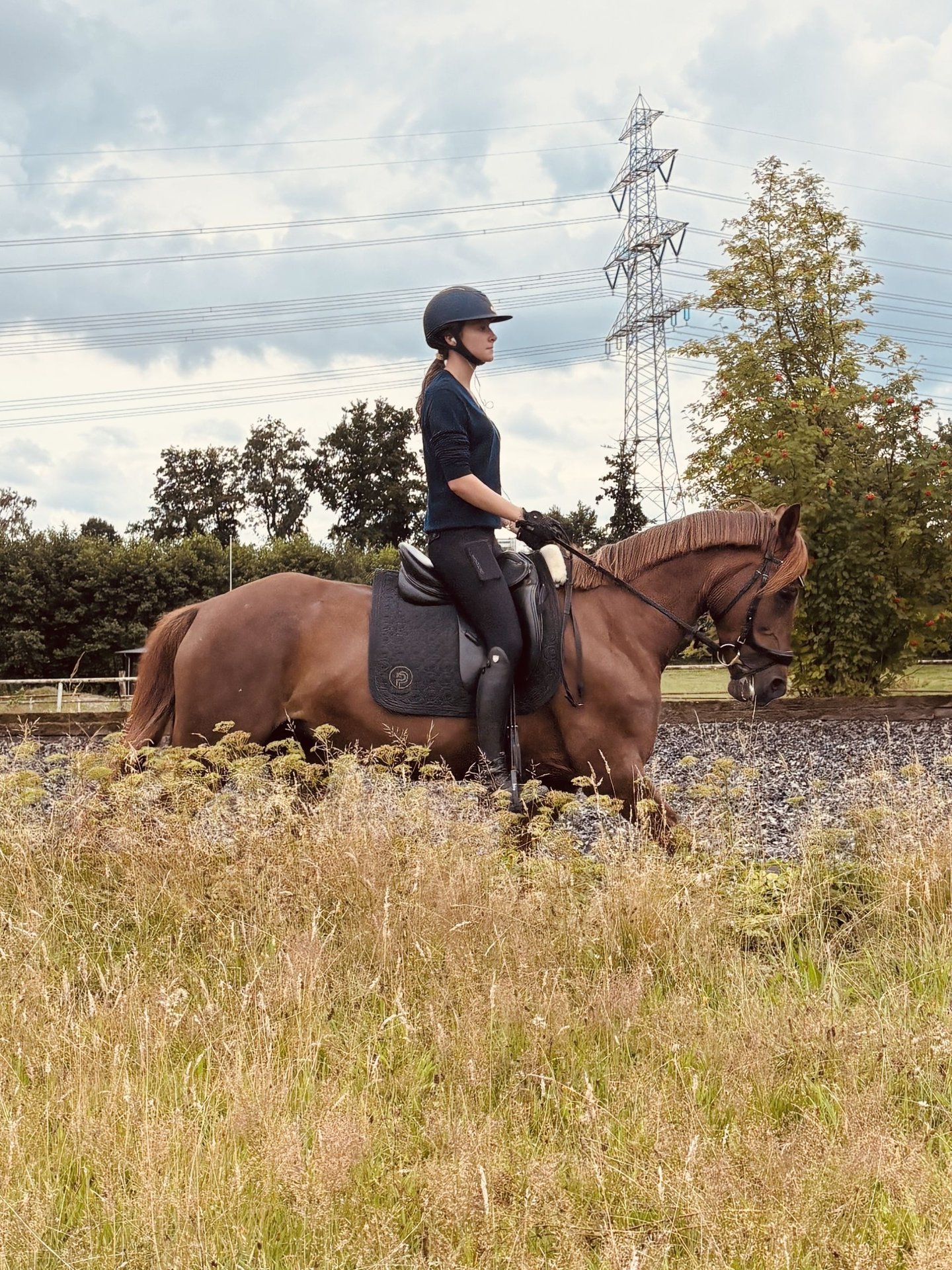 German Riding Pony Mare 16 years 14,2 hh Chestnut in Havighorst