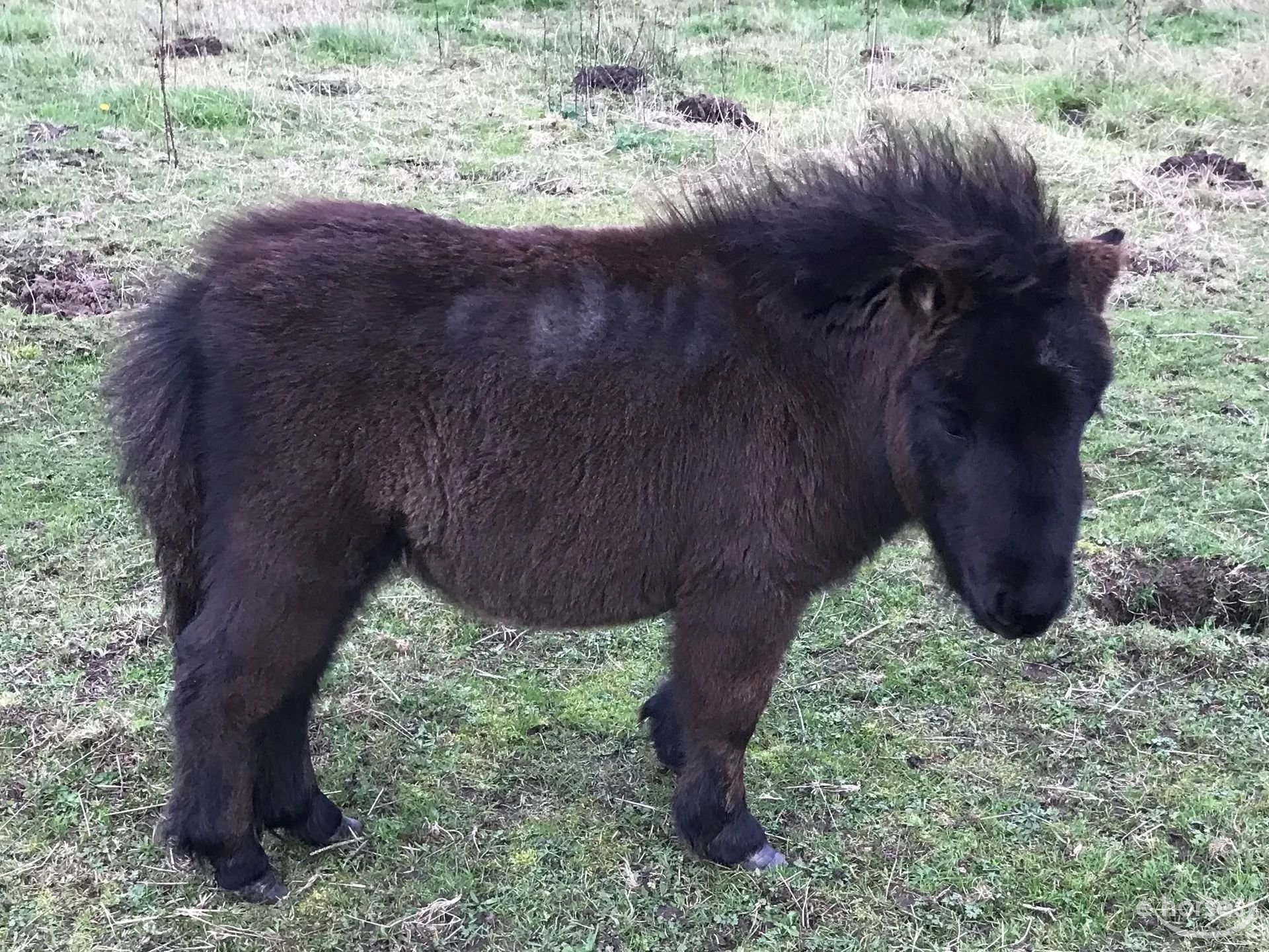 Mini Shetland Pony Stallion 2 years 9,2 hh Bay-Dark in Süderlügum