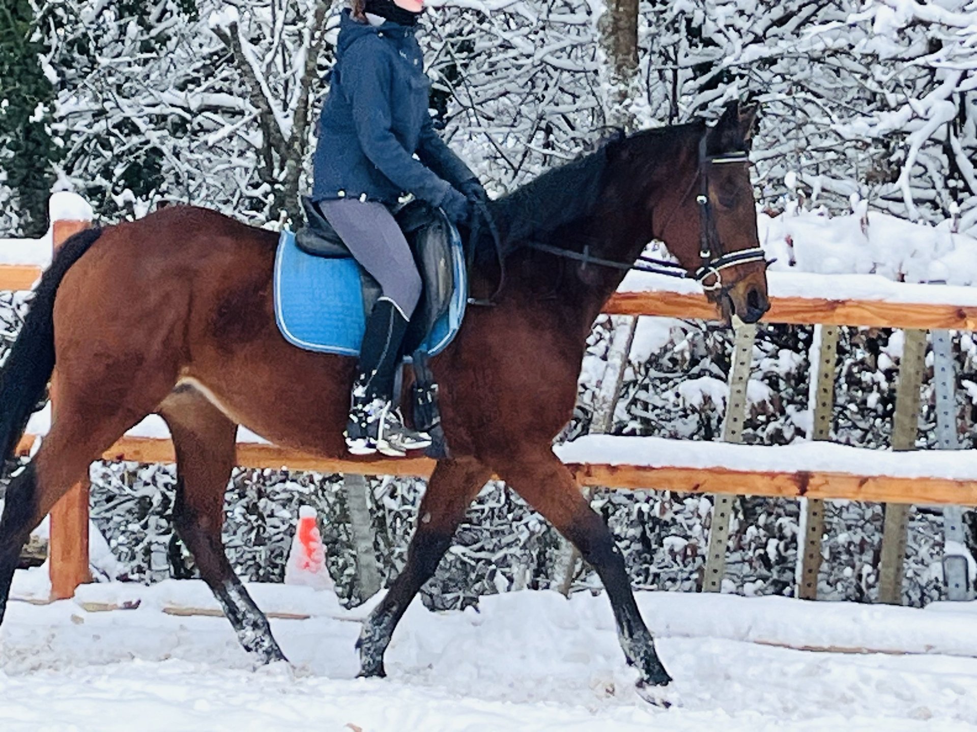 Altri Pony/cavalli Di Piccola Taglia Giumenta 12 Anni 164 Cm Baio In ...