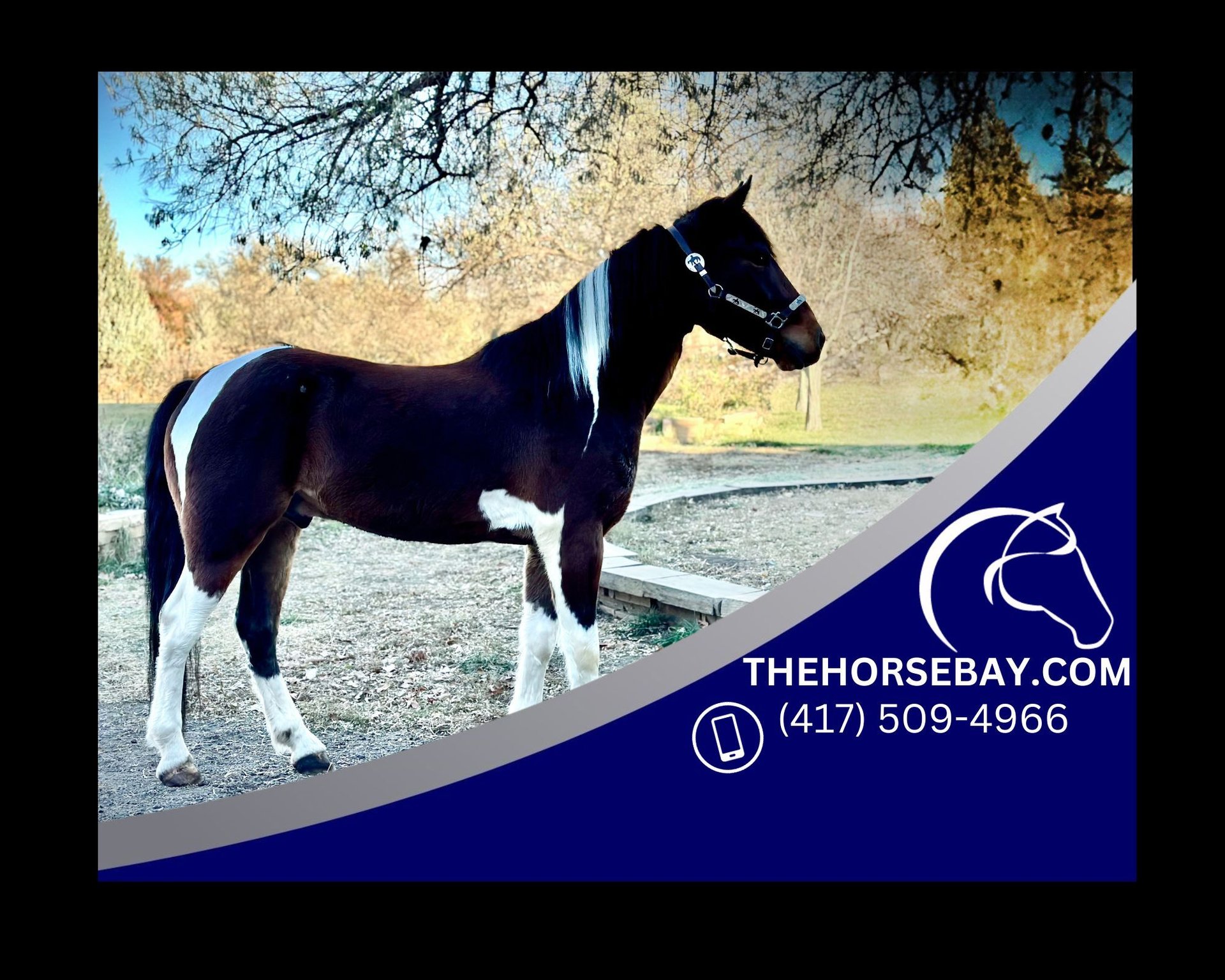 Mustang (american) Gelding 4 years Bay in Fort Collins, CO