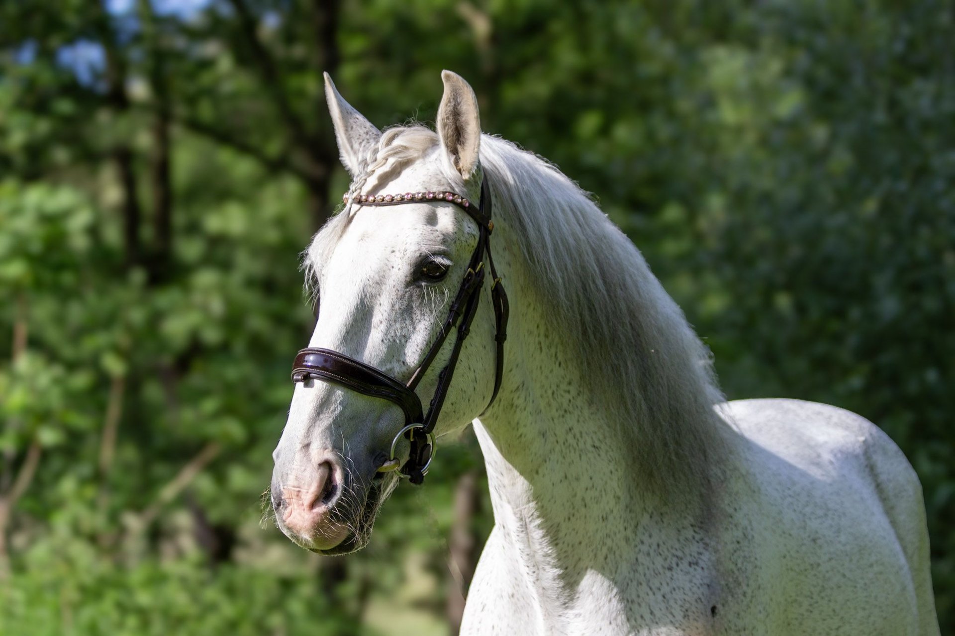 Lusitano Gelding 12 years 16,1 hh Gray-Fleabitten in Zolling