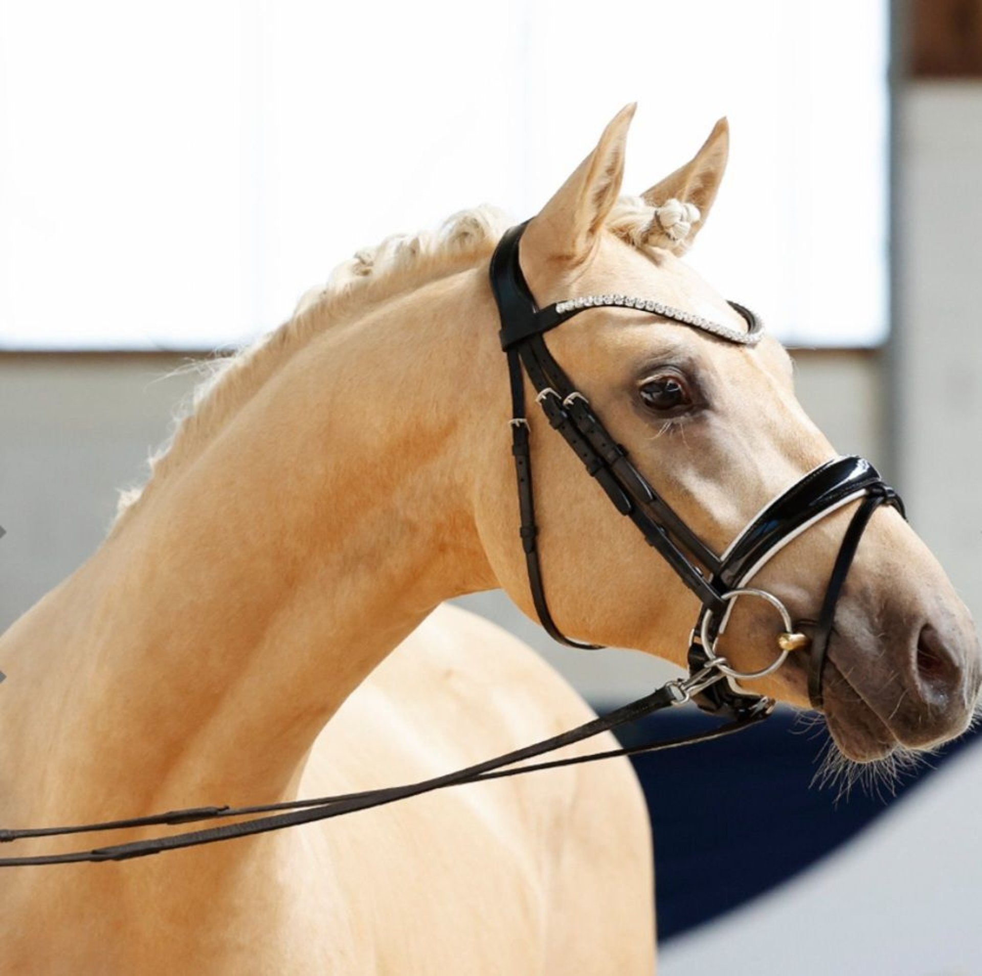 Cavallo da sella tedesco Stallone 3 Anni 147 cm Palomino in Warendorf