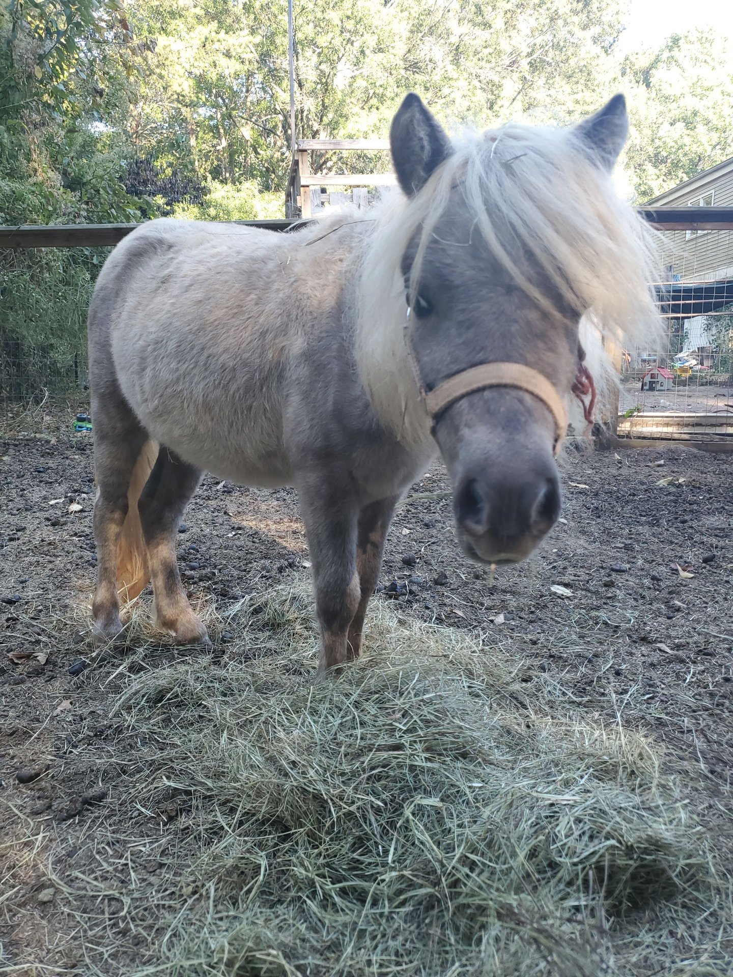 American Miniature Horse Hengst 1 Jahr 81 cm Palomino in Greenville, SC