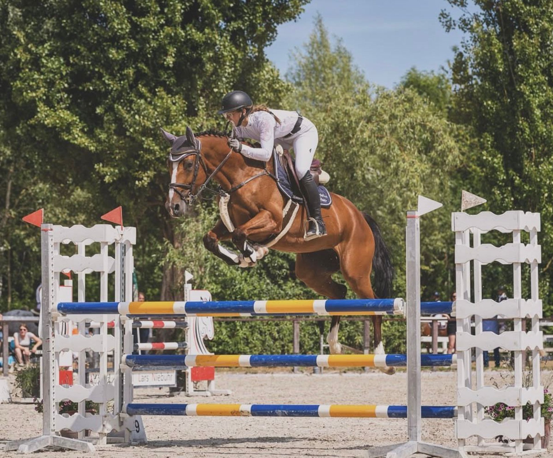 Oldenburg-International (OS) Mare 7 years 16,1 hh Brown in Großostheim