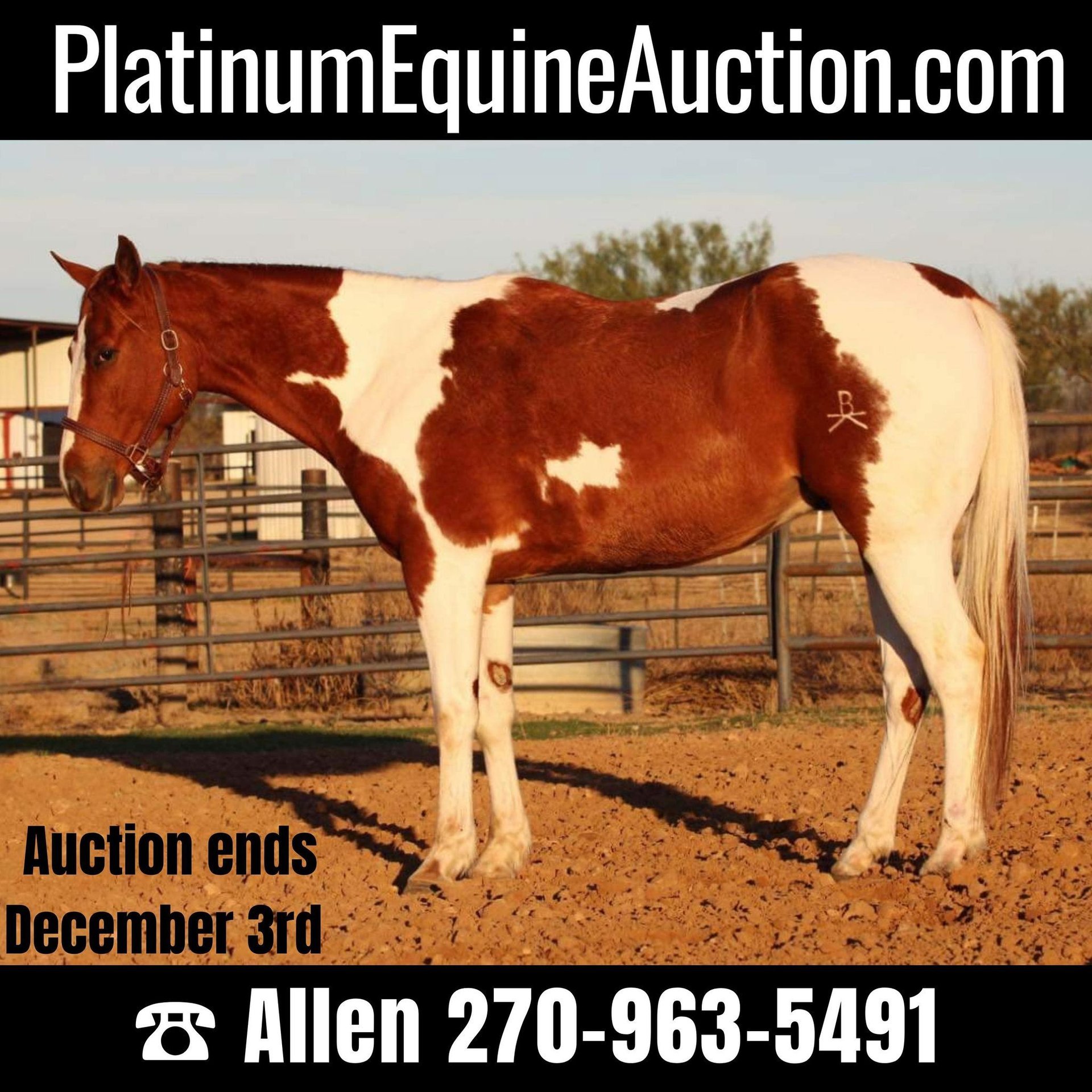 Paint Horse Gelding 5 years Tobianoallcolors in Breckenridge TX