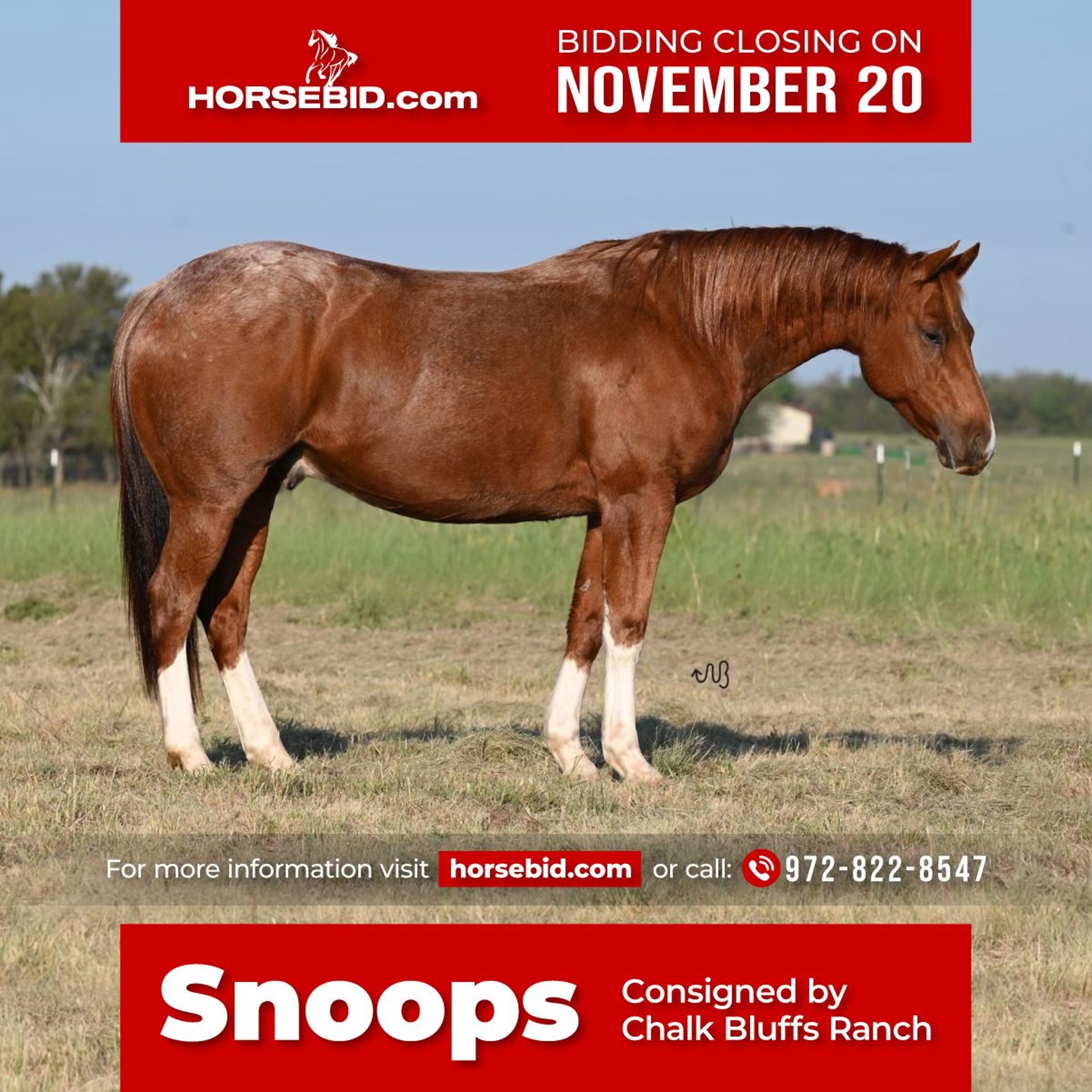 American Quarter Horse Wallach 5 Jahre 147 cm RoanRed in Waco