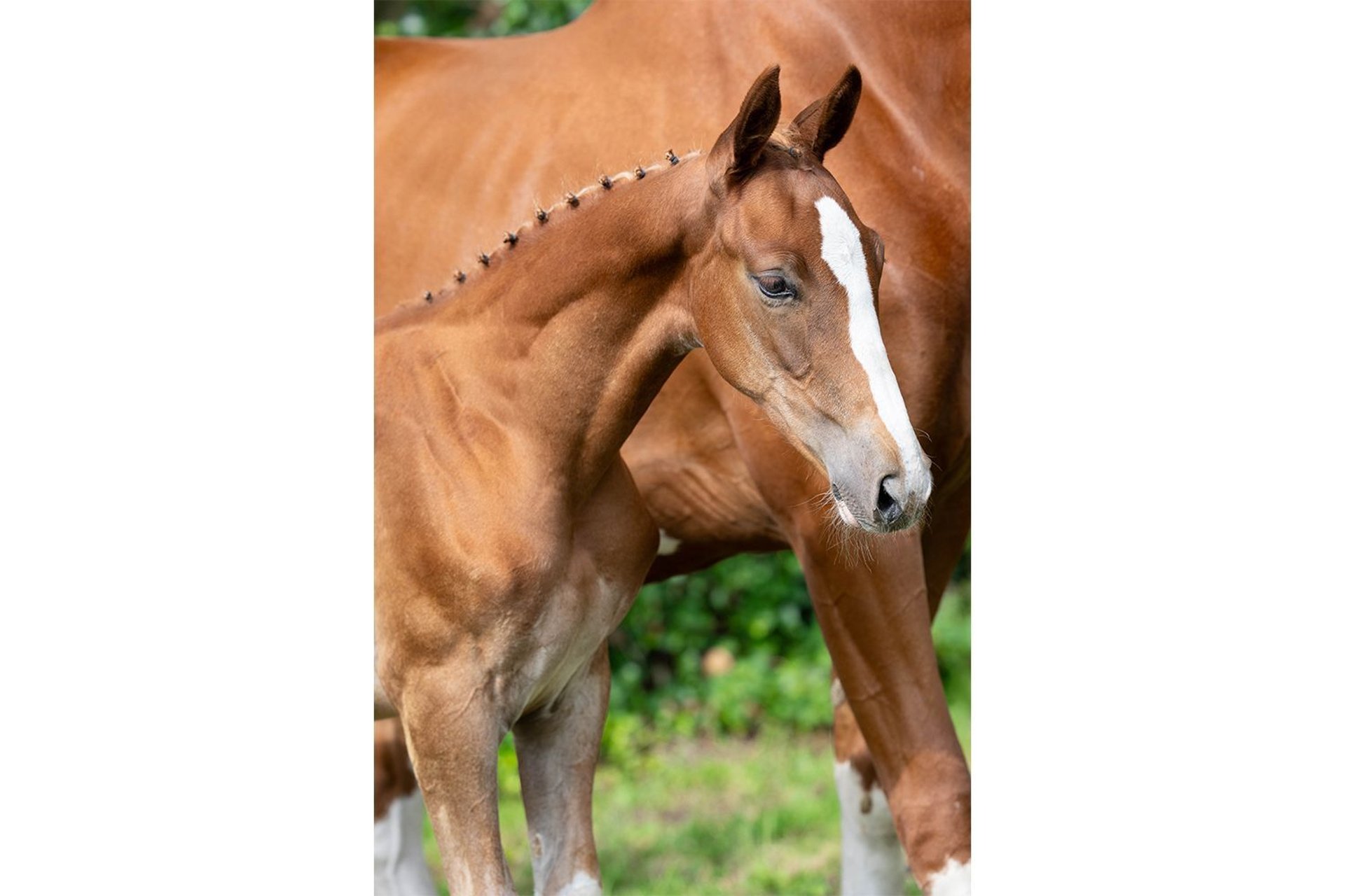KWPN Stallion Foal (05/2025) in Heerde