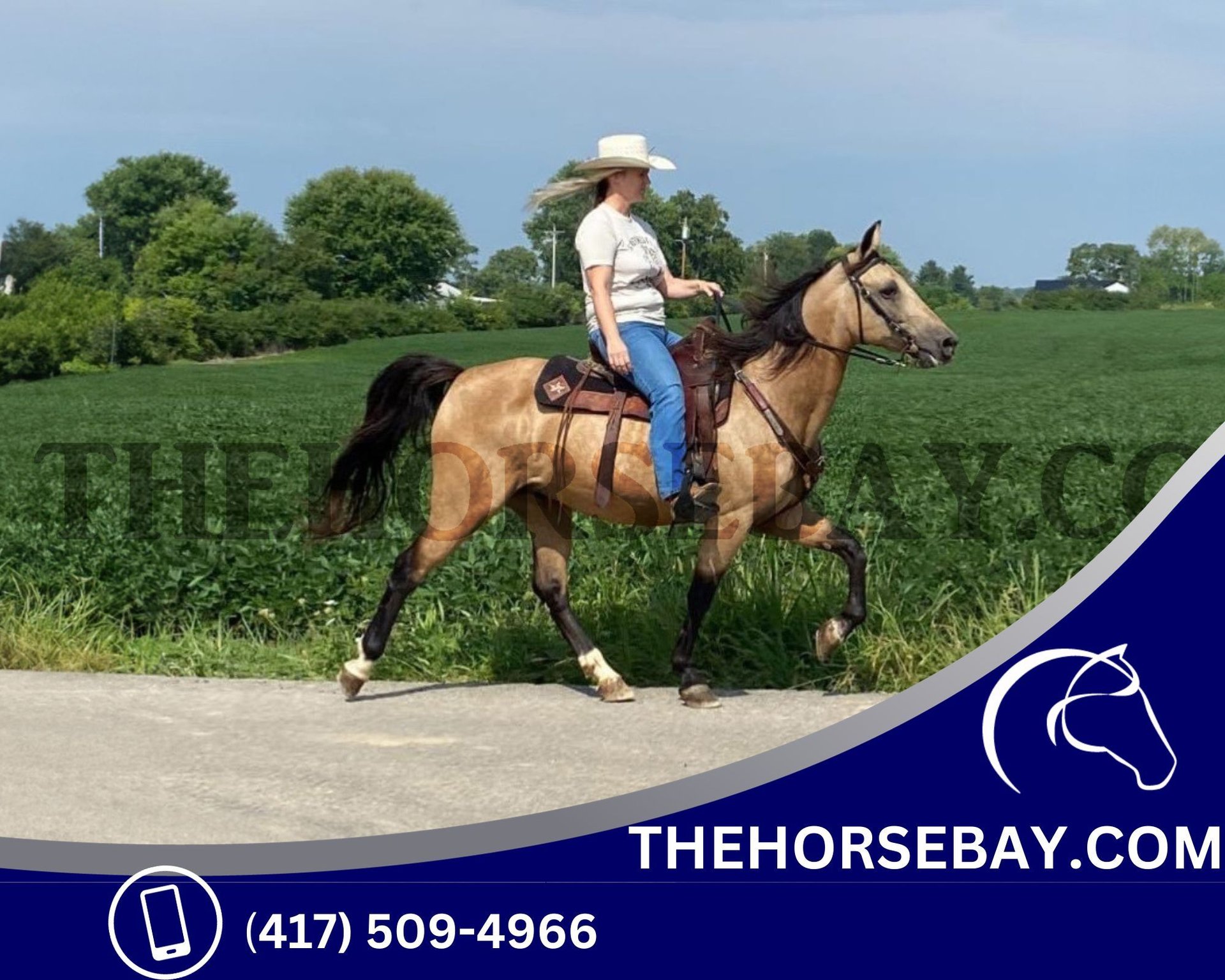 Kentucky Mountain Saddle Horse Wallach 11 Jahre 150 cm Buckskin in