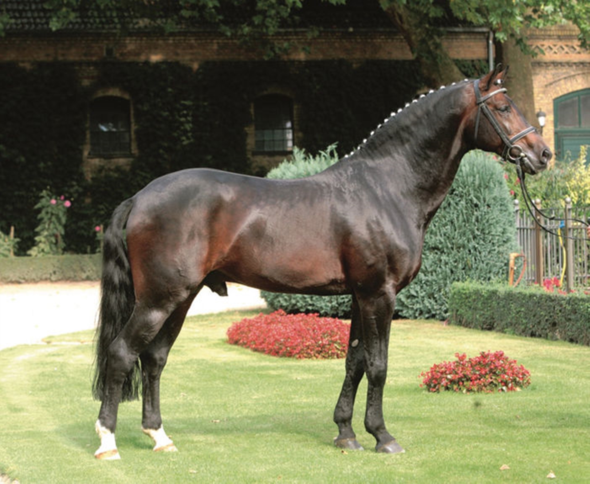 ARPEGGIO (WESTF) Westphalian Stallion Bay-Dark in Warendorf