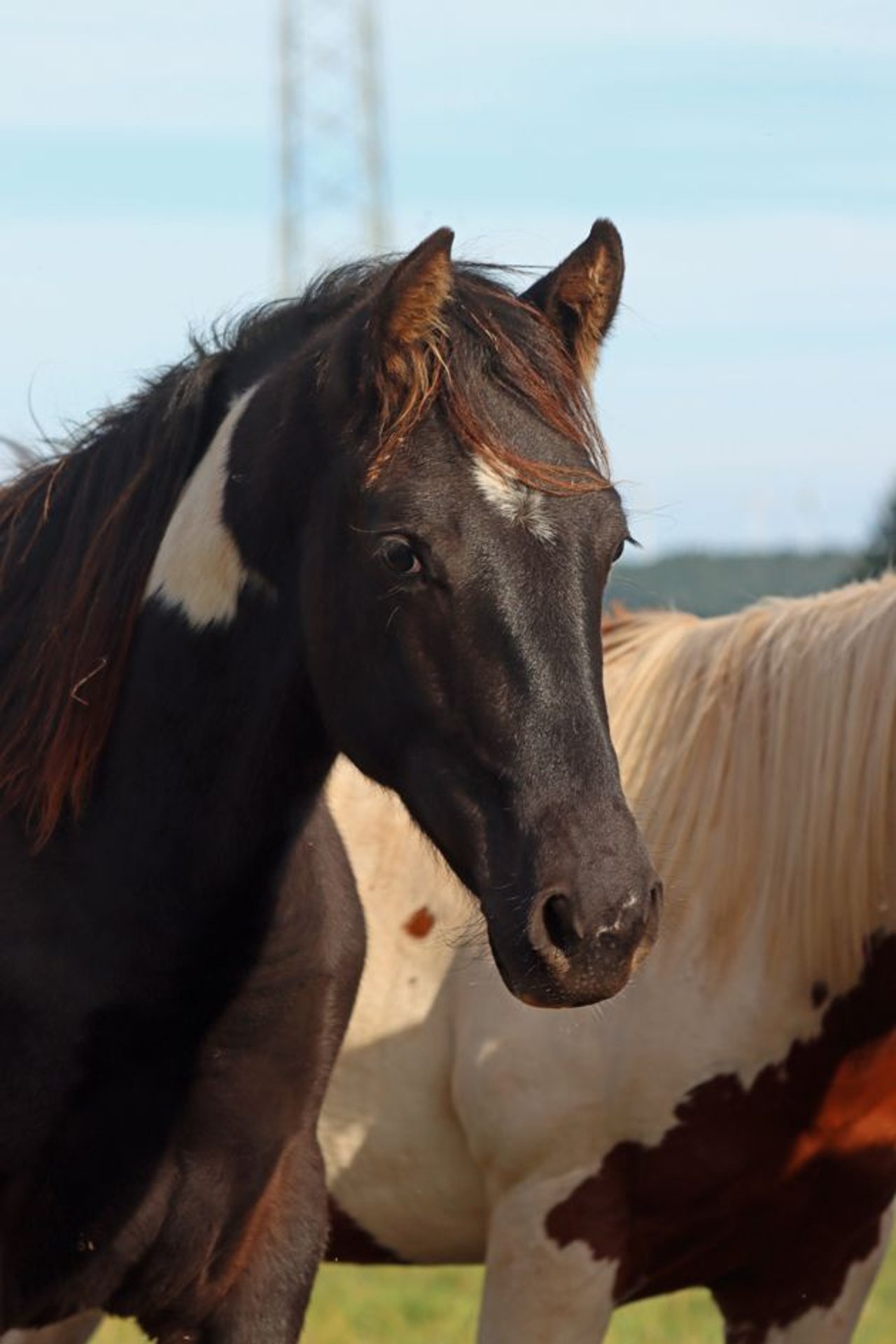 Paint Horse Wallach 1 Jahr 153 cm TobianoalleFarben in Hellenthal
