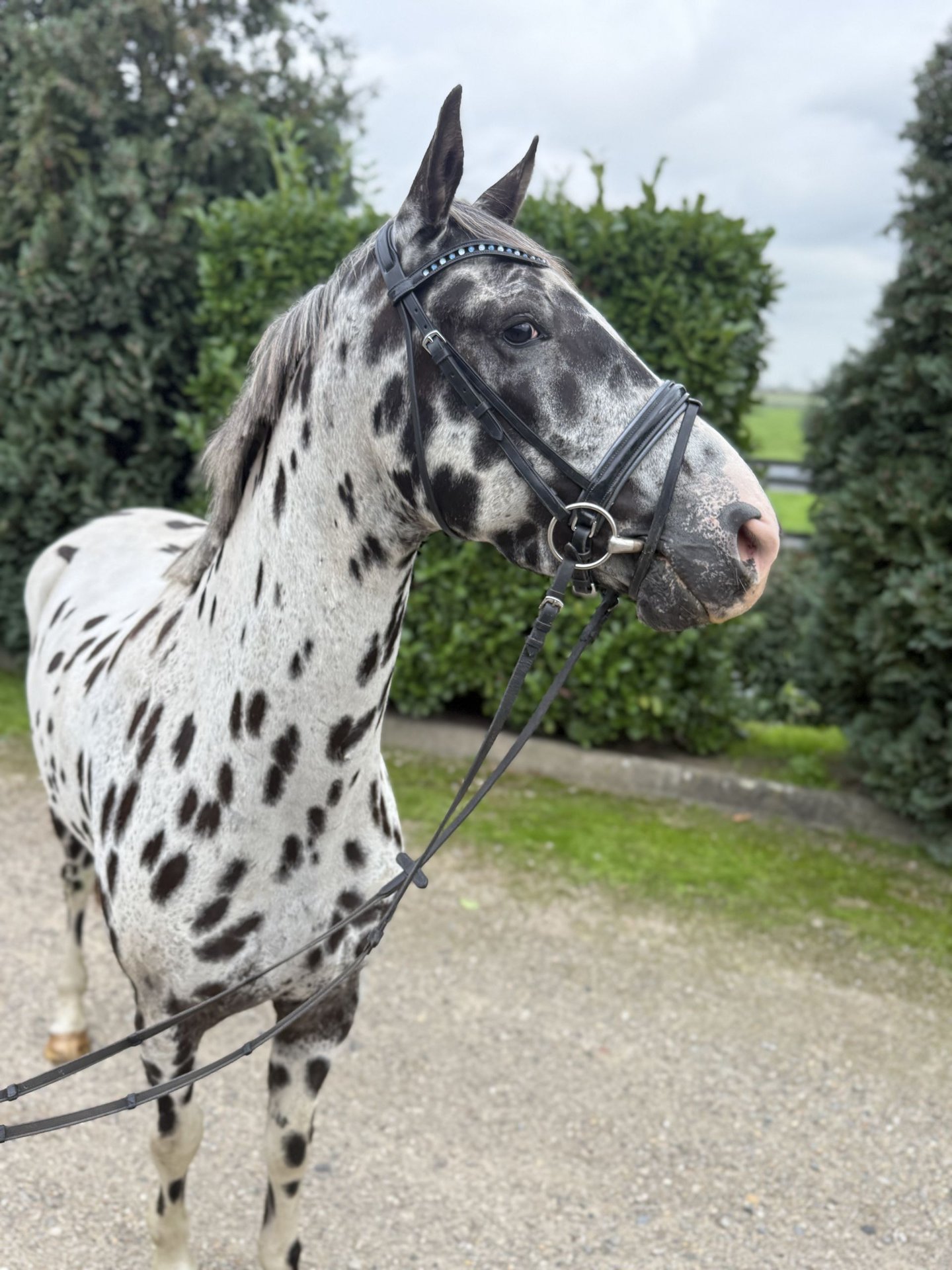 Appaloosa-Wallach, Tigerschecke, 5 Jahre, Impression 2