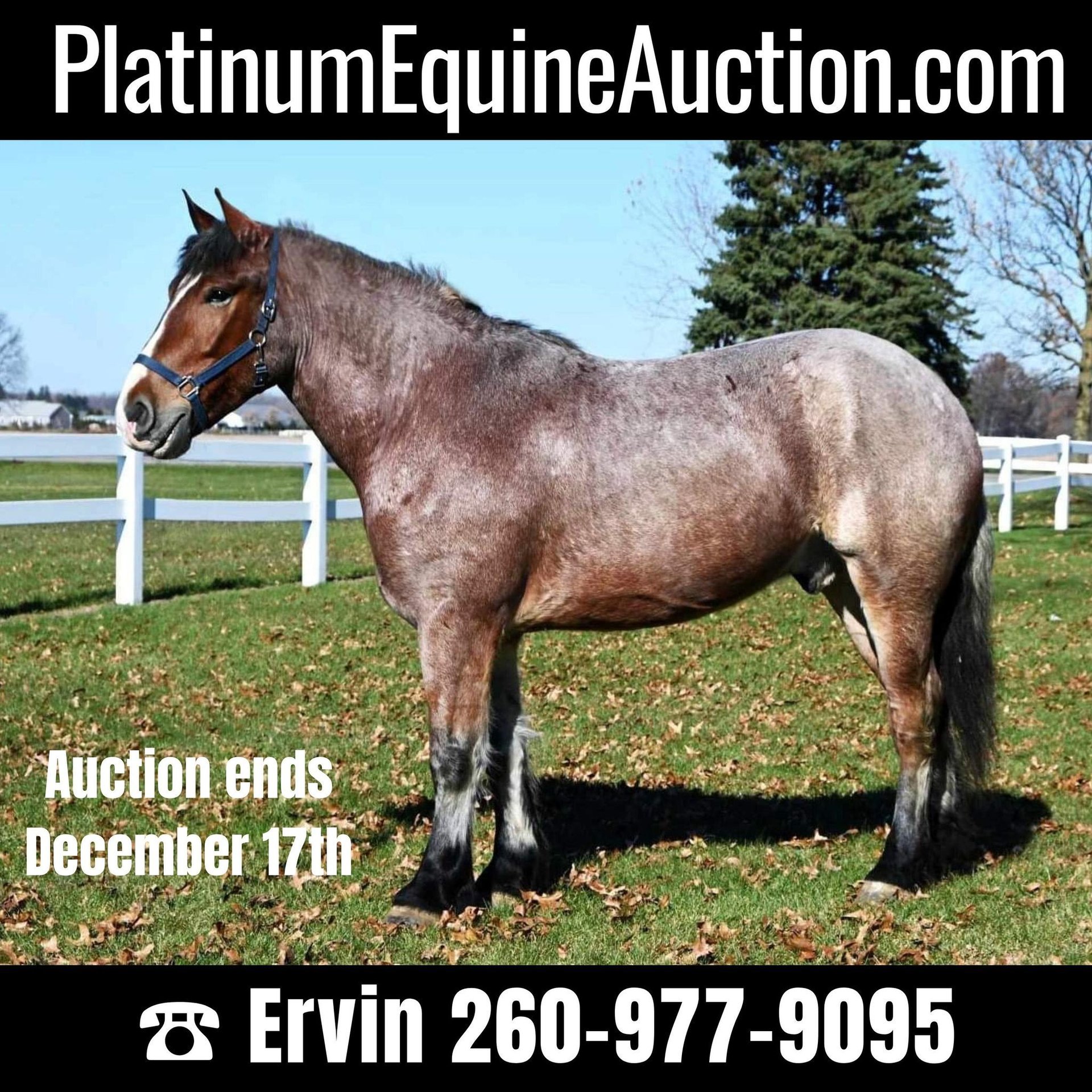 Draft Horse Valack 5 år 170 cm Brunskimmel in Shipshewana IN