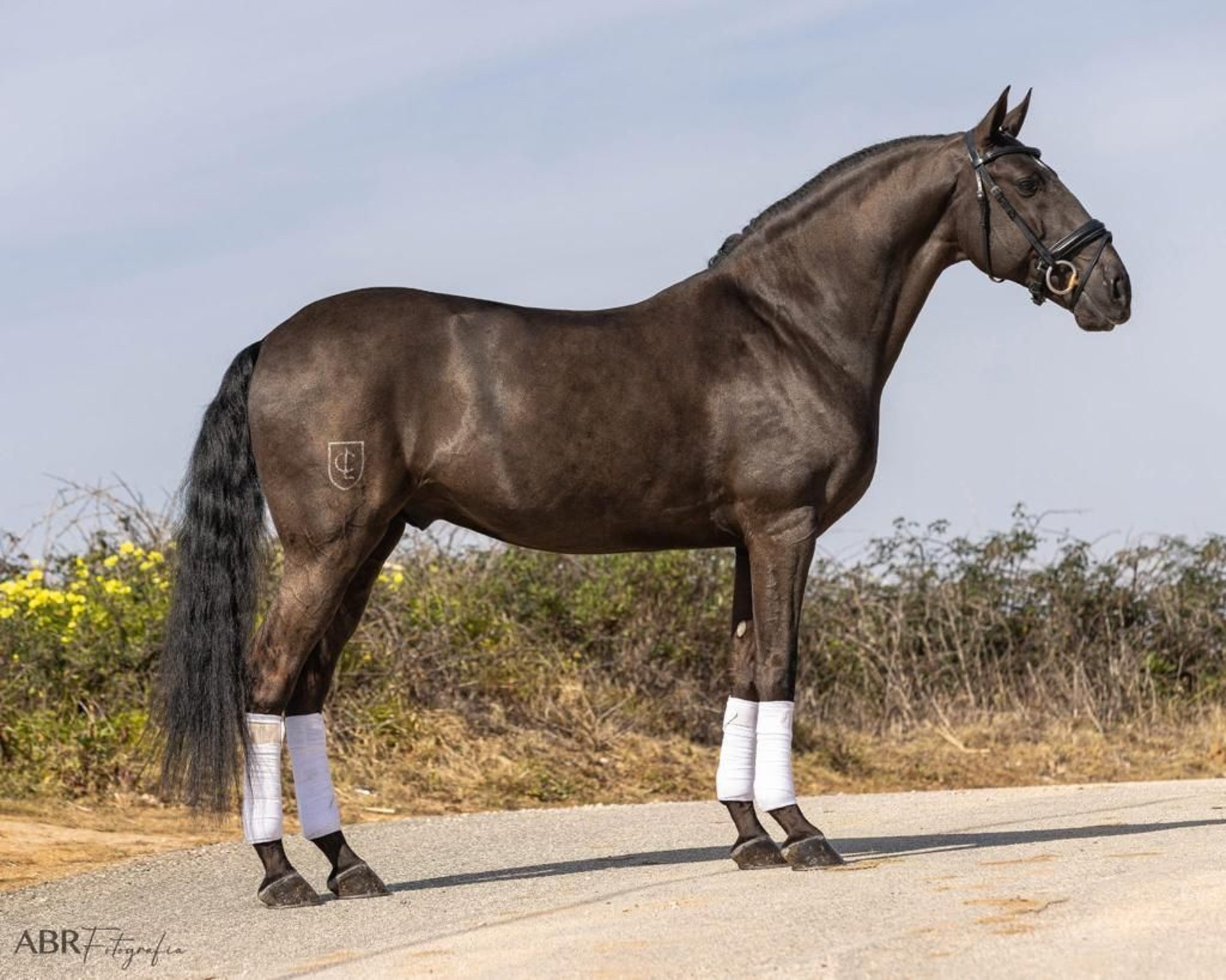 Lusitanos Wallach 9 Jahre 162 cm Rappe in Achada