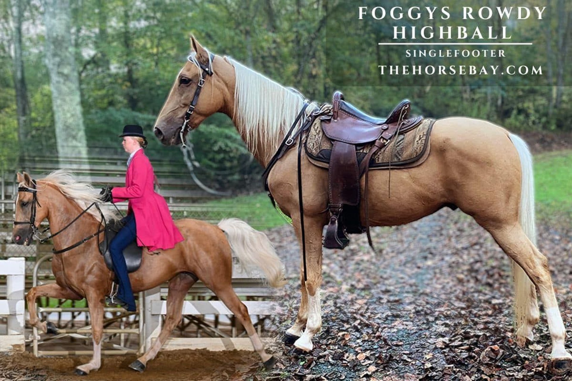 Small Racking Horses Speed Racking Horse Gelding 8 years 15,1 hh Palomino in Blue Ridge, GA