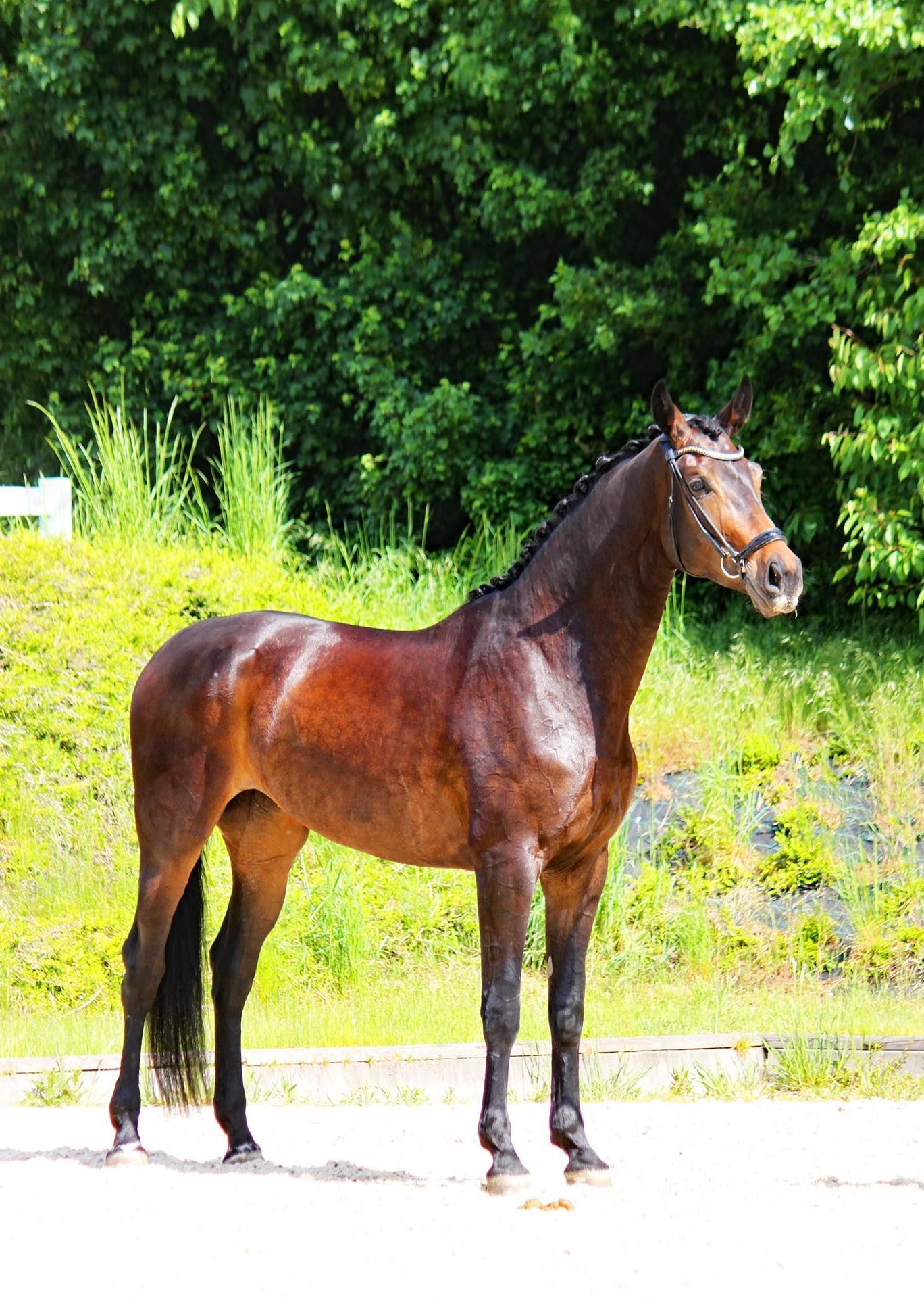 Oldenburg Mare 7 years 17 hh Bay-Dark in Radeburg