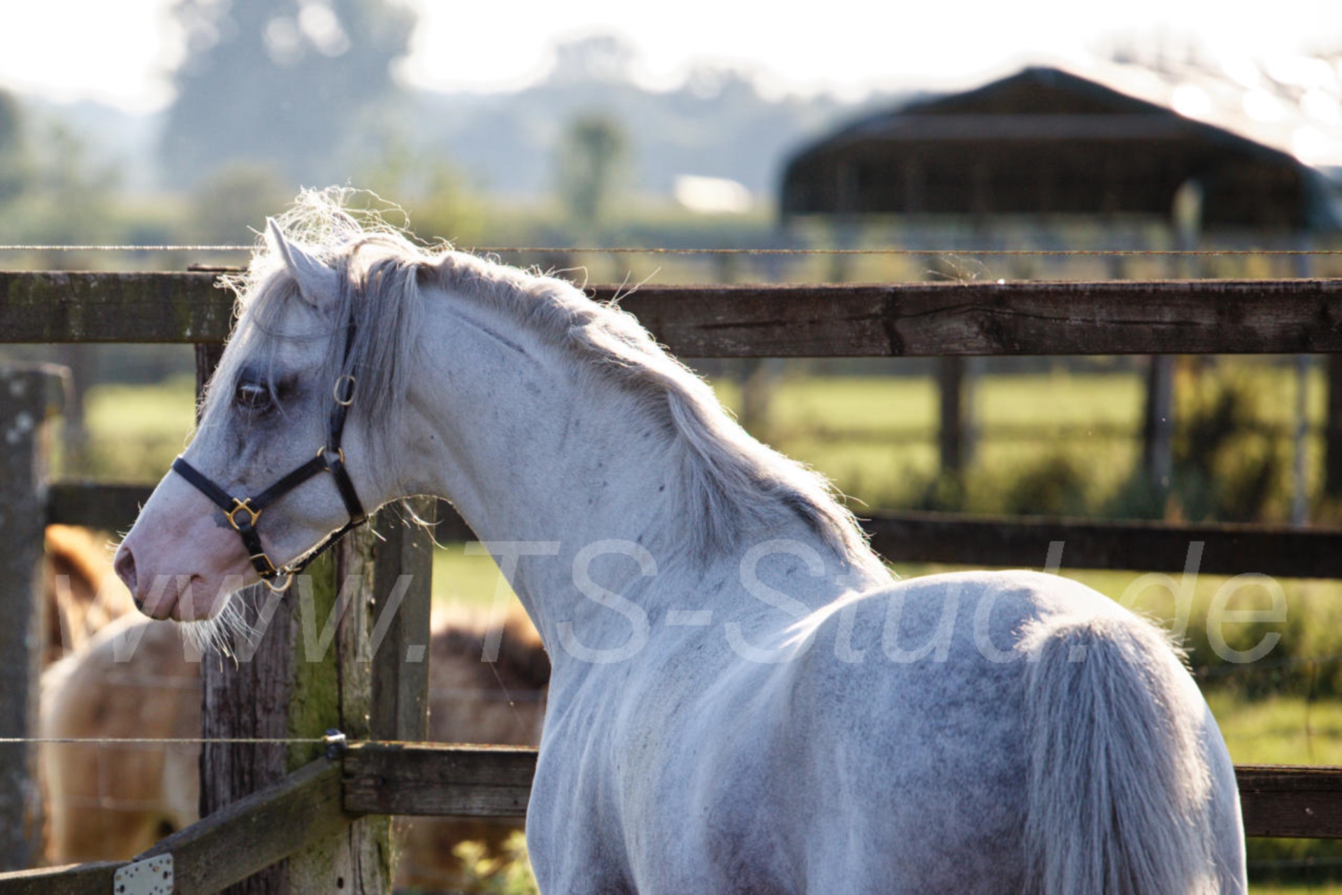 Welsh B Stallion Grey in Meerbusch