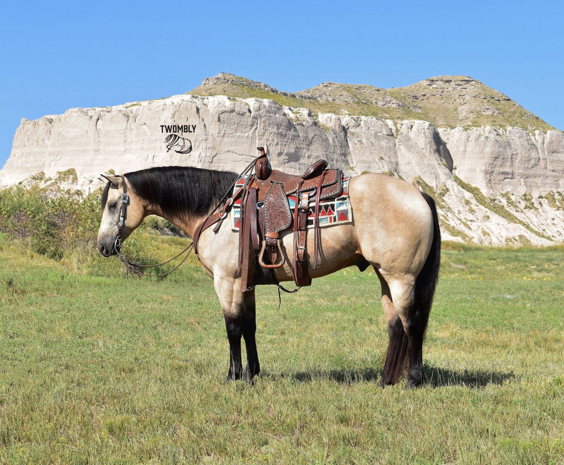 American Quarter Horse Gelding 4 years Buckskin in Bayard, Nebraska