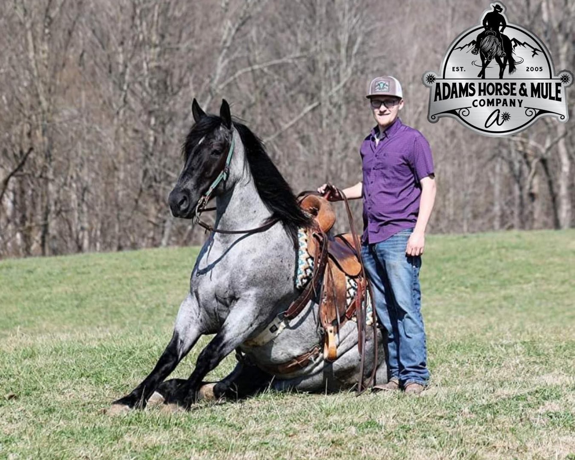 Draft Horse Gelding 5 years 15,2 hh Roan-Blue in Mount Vernon