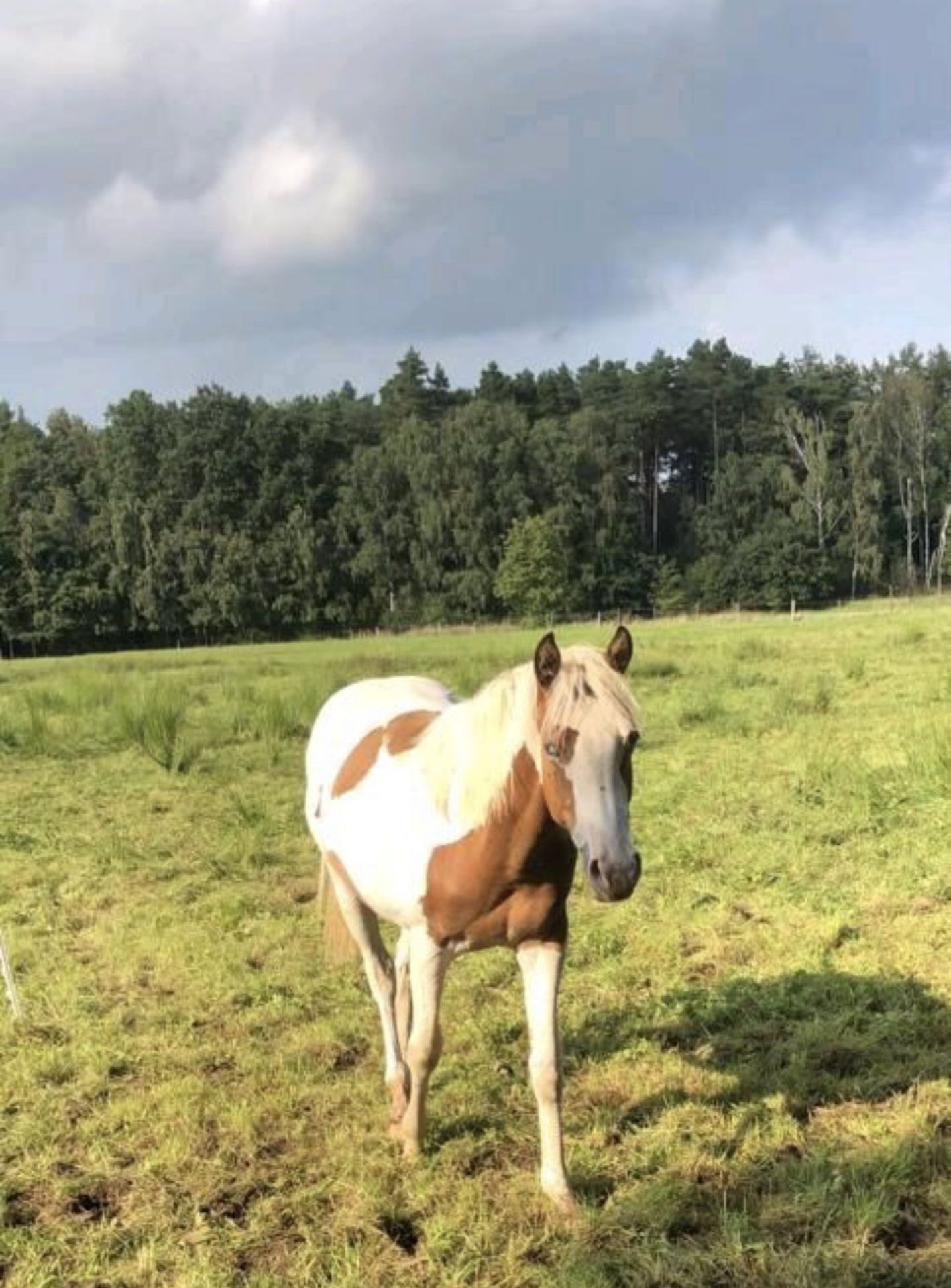 Inne Konie Gorącokrwiste Mix Klacz 1 Rok 140 Cm Srokata In Oebisfelde